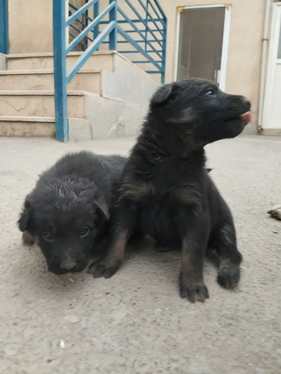 واگذاری سگ ژرمن شپرد|سگ|تهران, شهرک طالقانی|دیوار