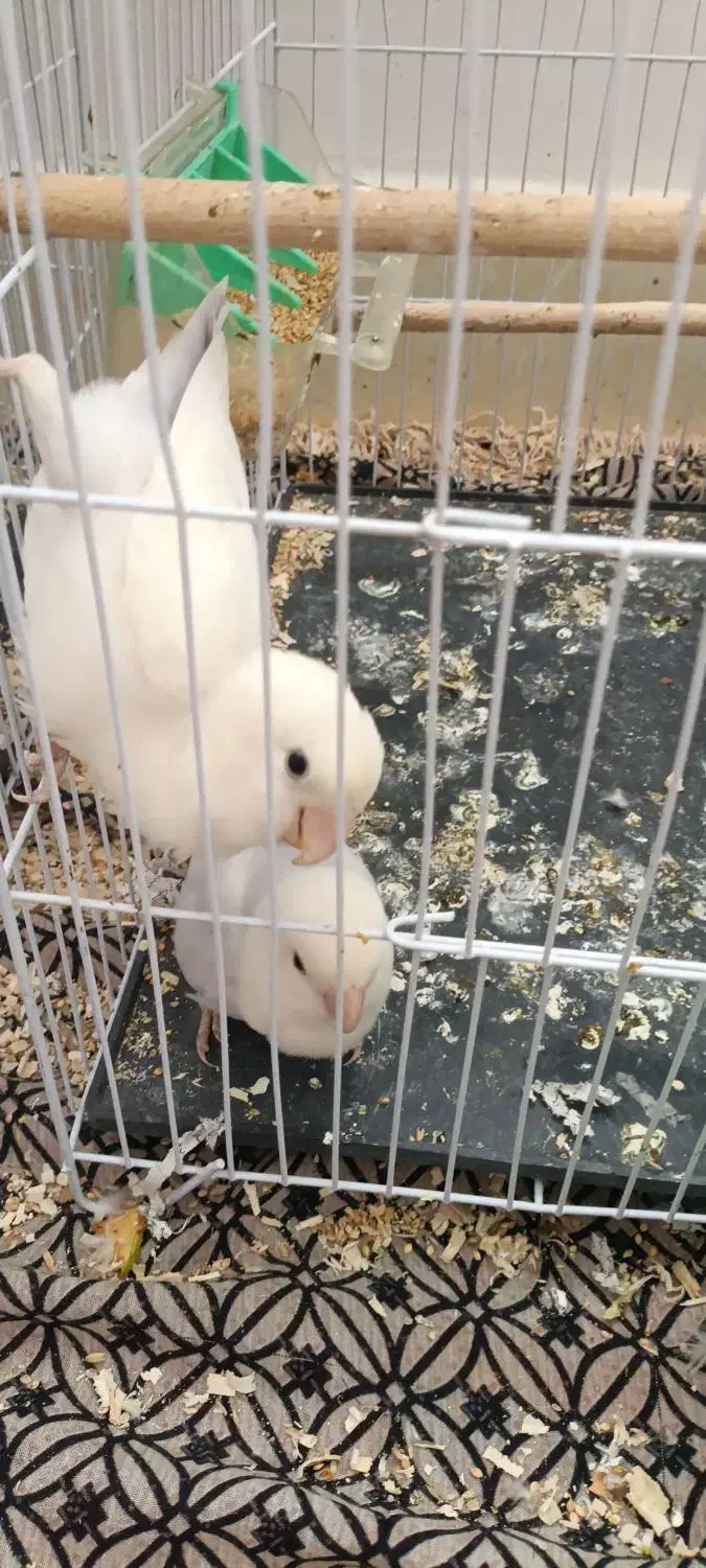 کوتوله برزیلی یاسی|پرنده|تربت‌حیدریه, شهرک ولیعصر|دیوار