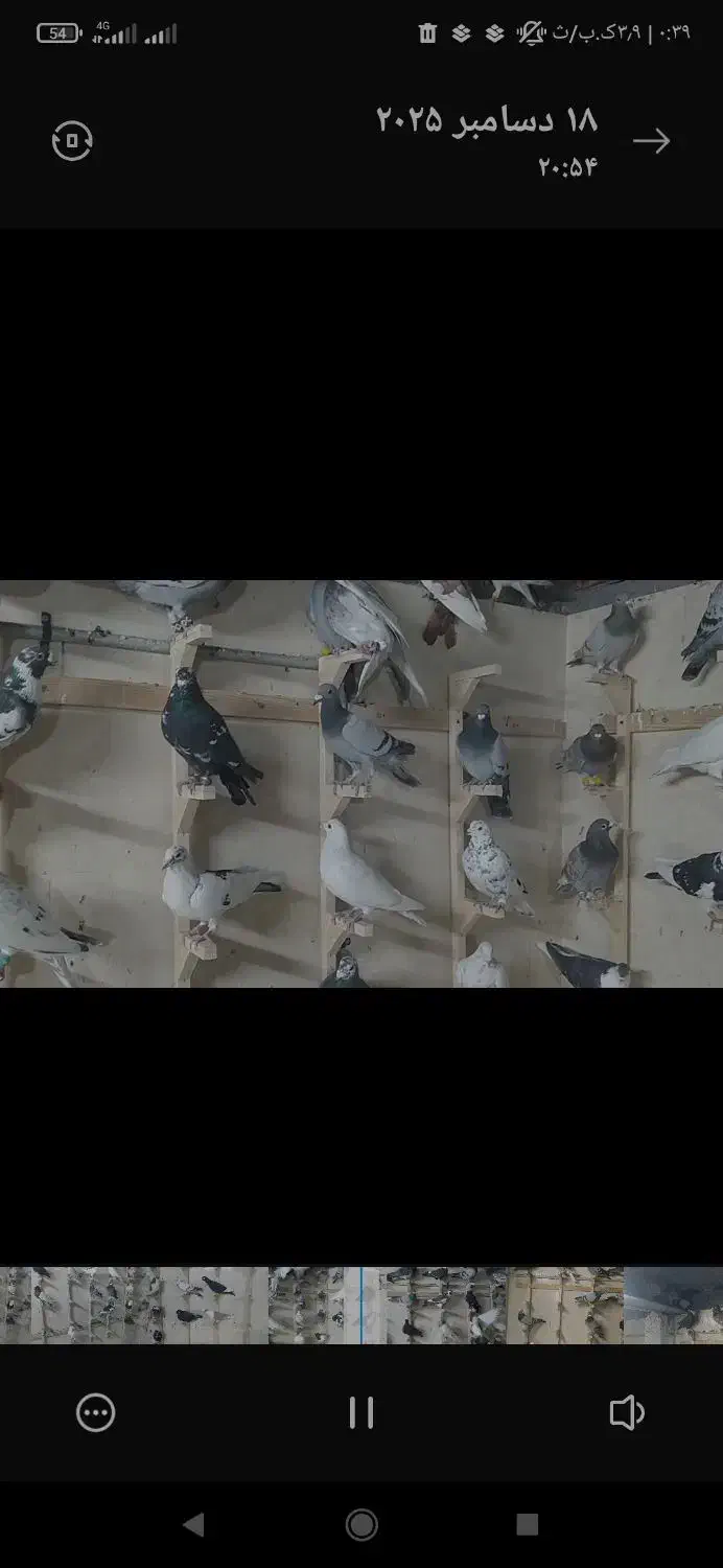 ۸۰تا کفتر جنگده شب روز ندارن همه پلاکی ابلغ|پرنده|مشهد, توس (بلوار توس)|دیوار