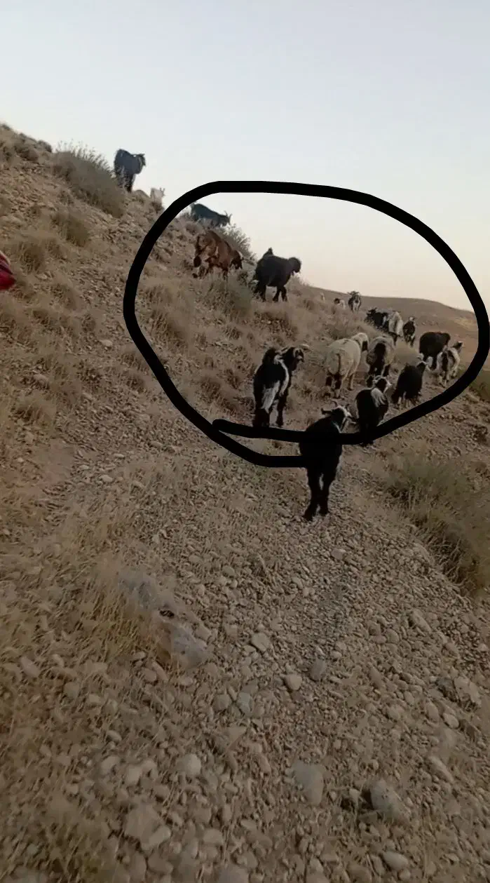 میش و بز|حیوانات|ایذه, |دیوار