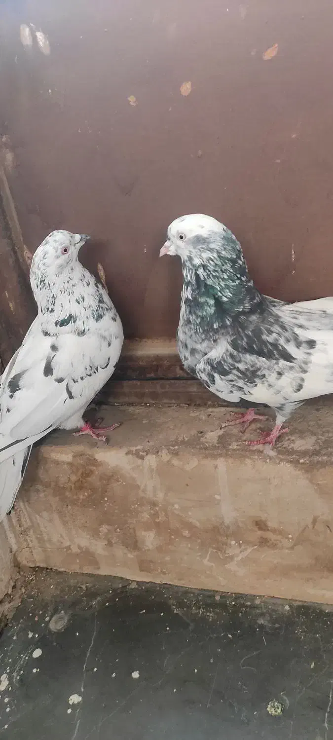 نروماده ترمه ی اصفهانی|پرنده|برخوار, |دیوار