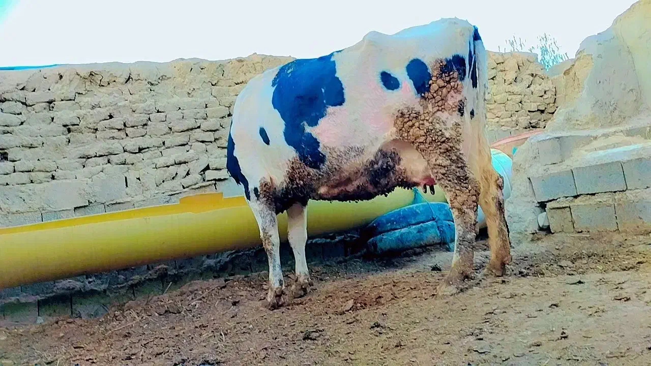 گاو|حیوانات مزرعه|سراوان, |دیوار