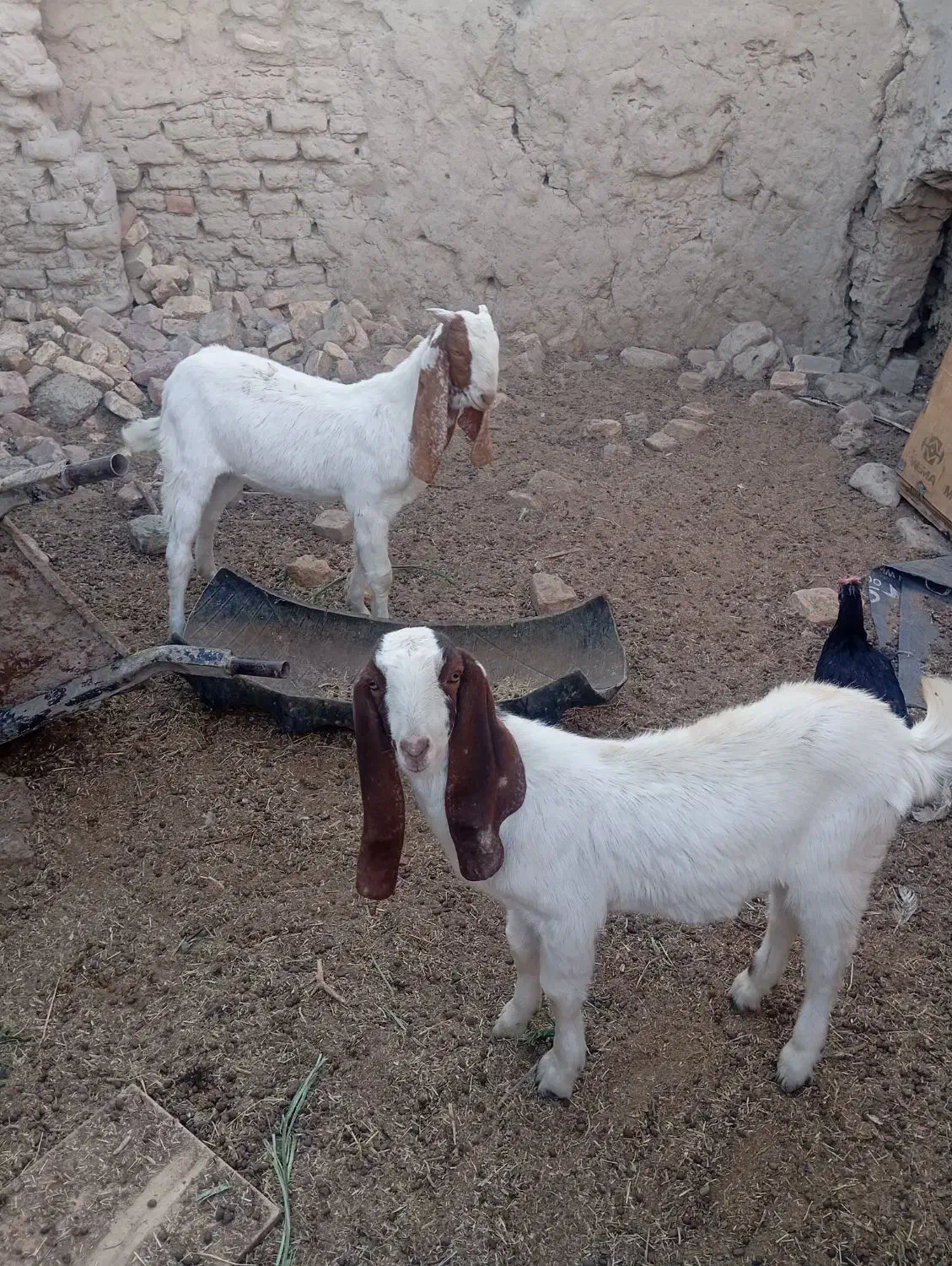 دو عدد کهره داشتی نمایشی|حیوانات مزرعه|هامون, |دیوار