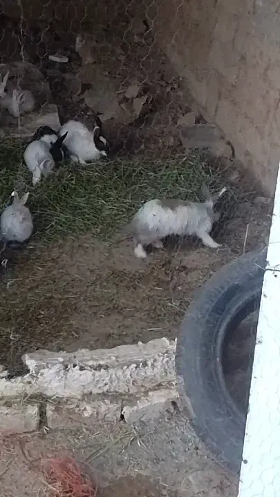 فروش خرگوش سالم وسرحال|موش و خرگوش|سیمینه, |دیوار