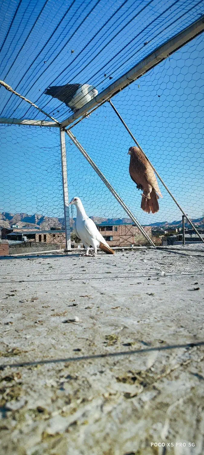 ماده دمب زرد دور چشم دار|پرنده|کرمان, |دیوار