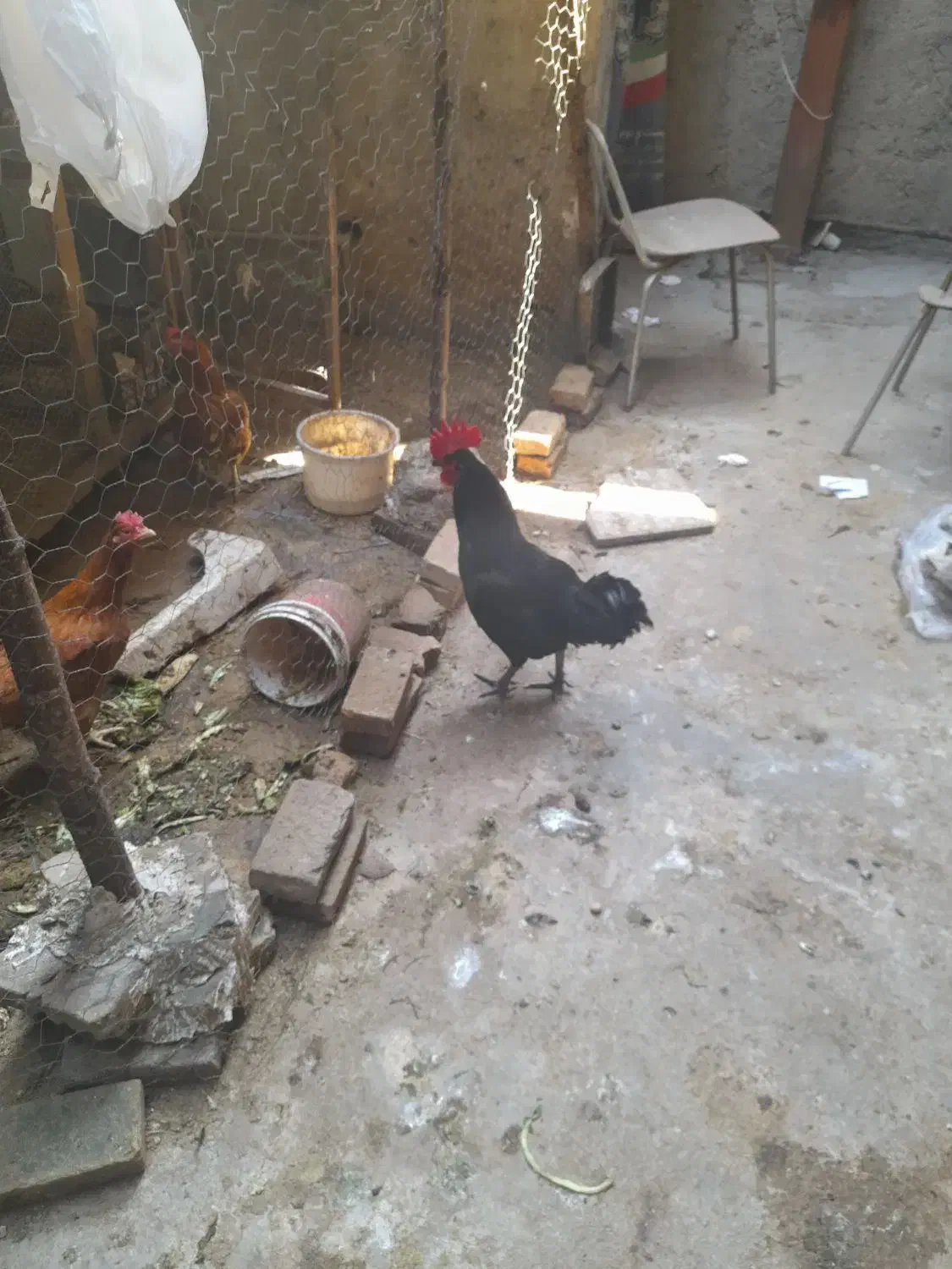 مرغ وخروس|حیوانات مزرعه|ساری, |دیوار