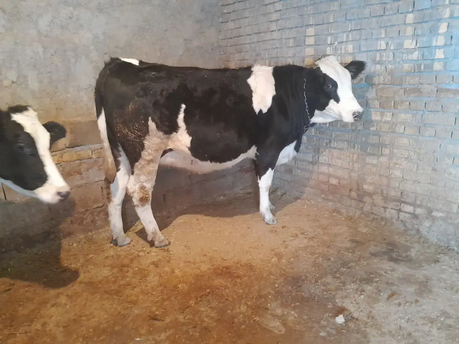 فروش یک رس نوبرآبستن|حیوانات مزرعه|خنداب, |دیوار