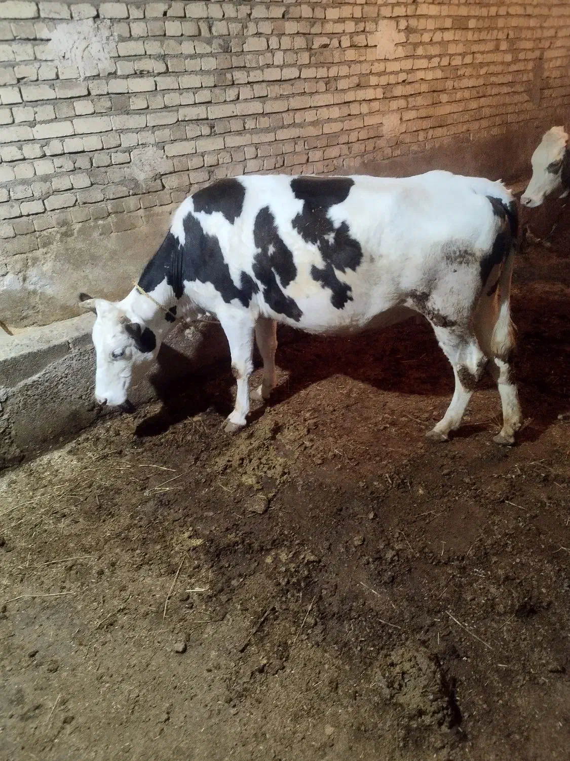 گاو|حیوانات مزرعه|نظر کهریزی, |دیوار