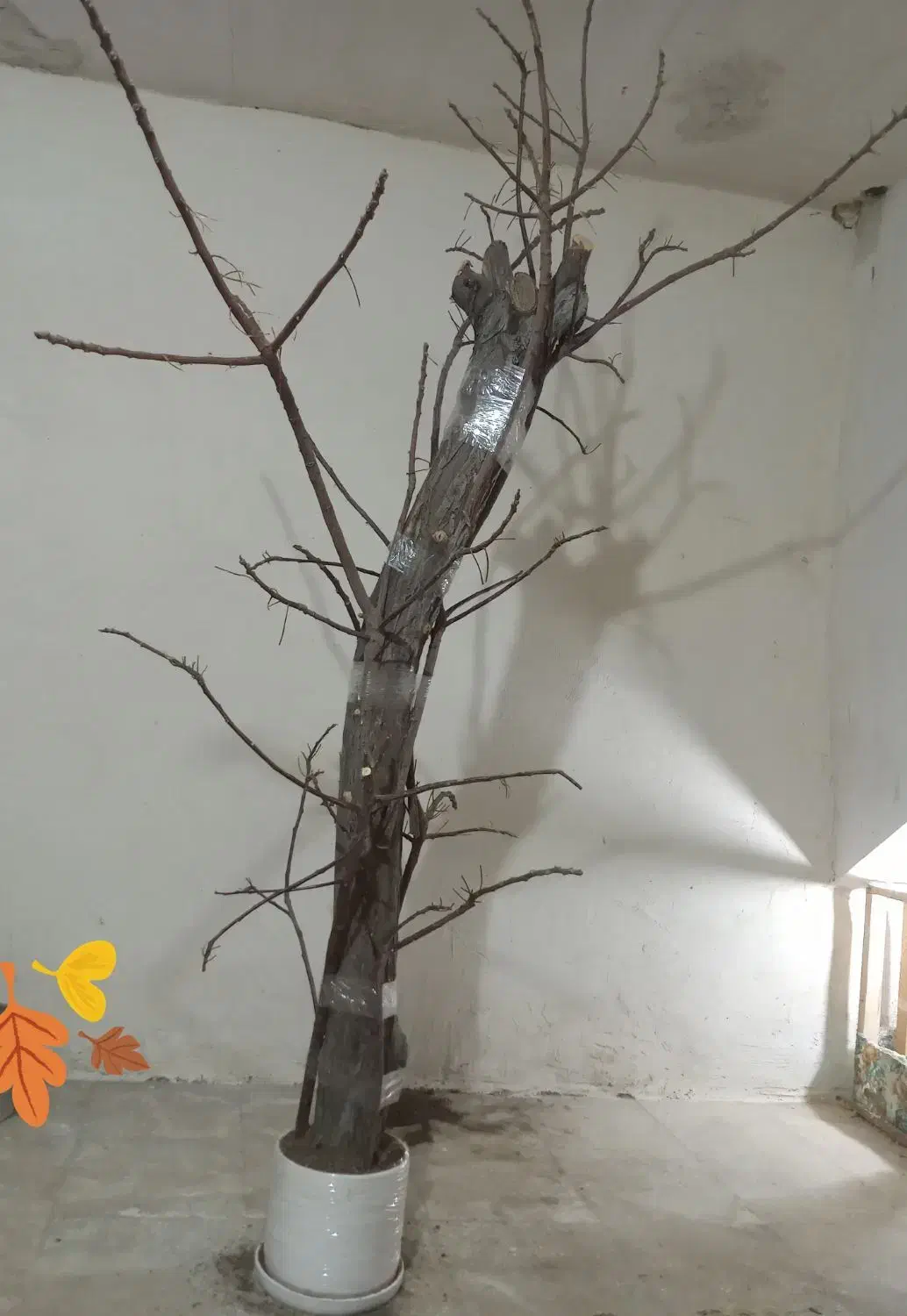 درخت پرنده|لوازم جانبی حیوانات|آران و بیدگل, |دیوار