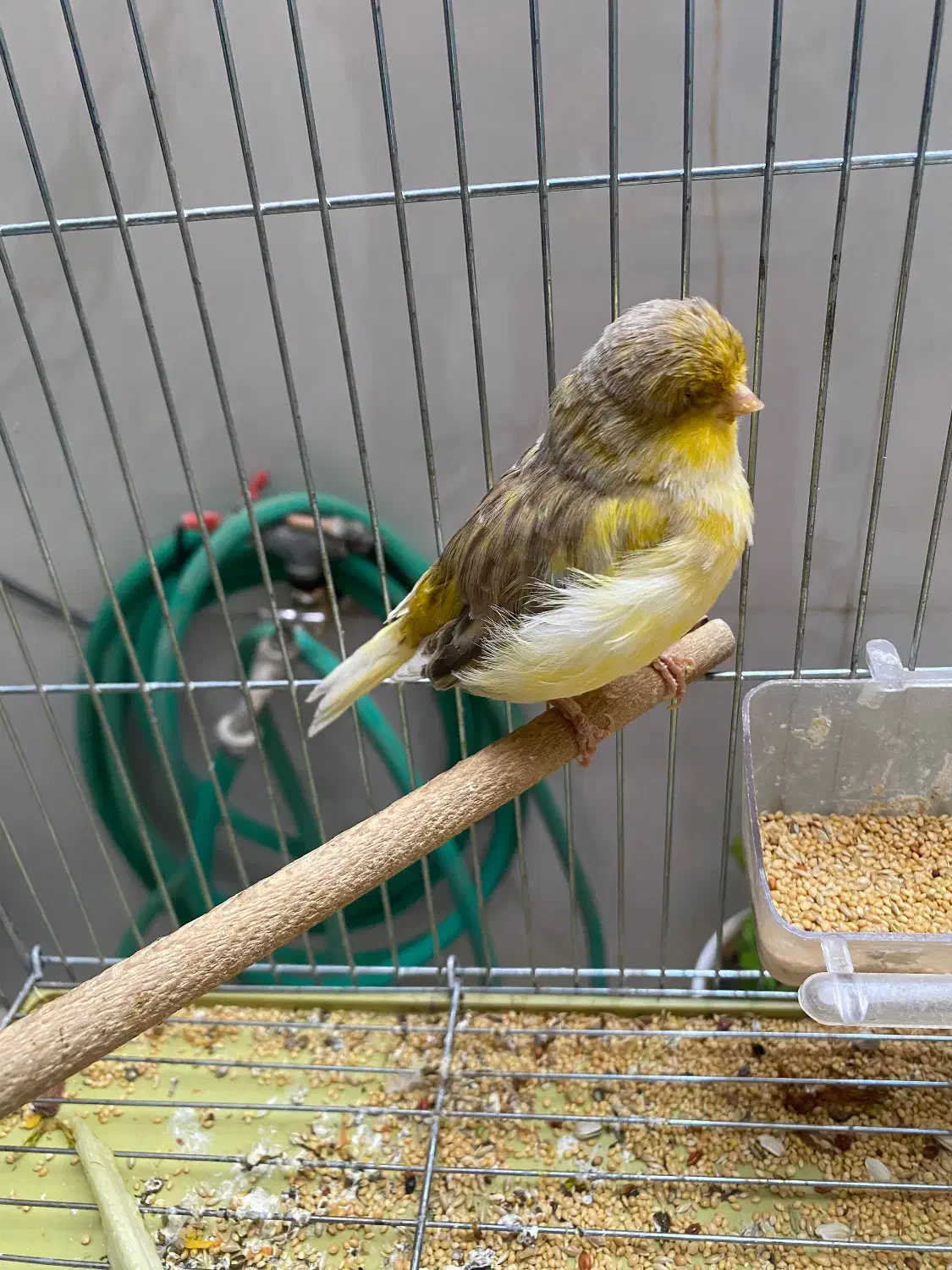 قناری نر|پرنده|یزد, |دیوار