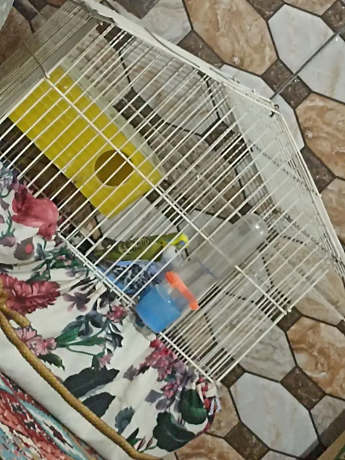 مرغ عشق جوان|پرنده|کوهدشت, |دیوار