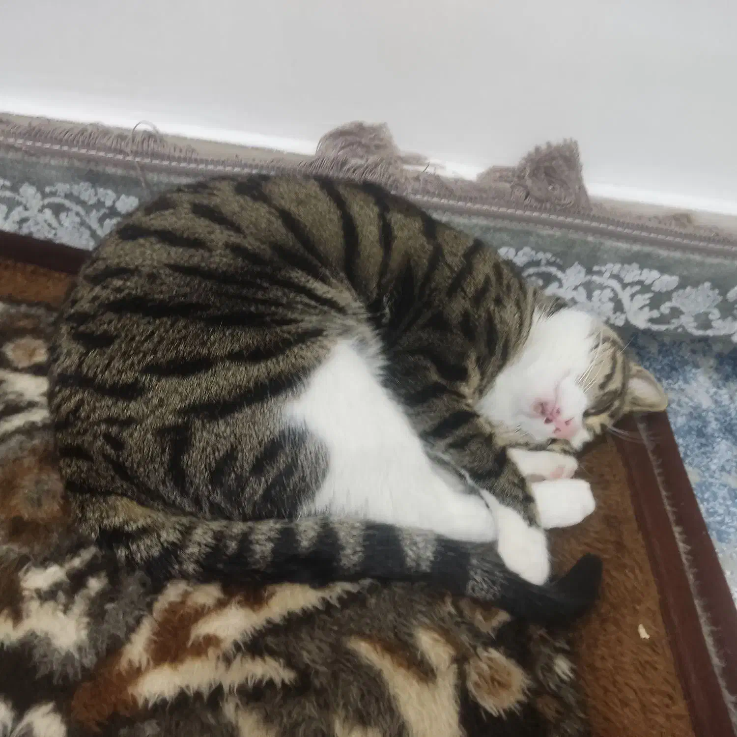 گربه خانگی ،دست آموز وکاملا اهلی|گربه|میاندوآب, |دیوار