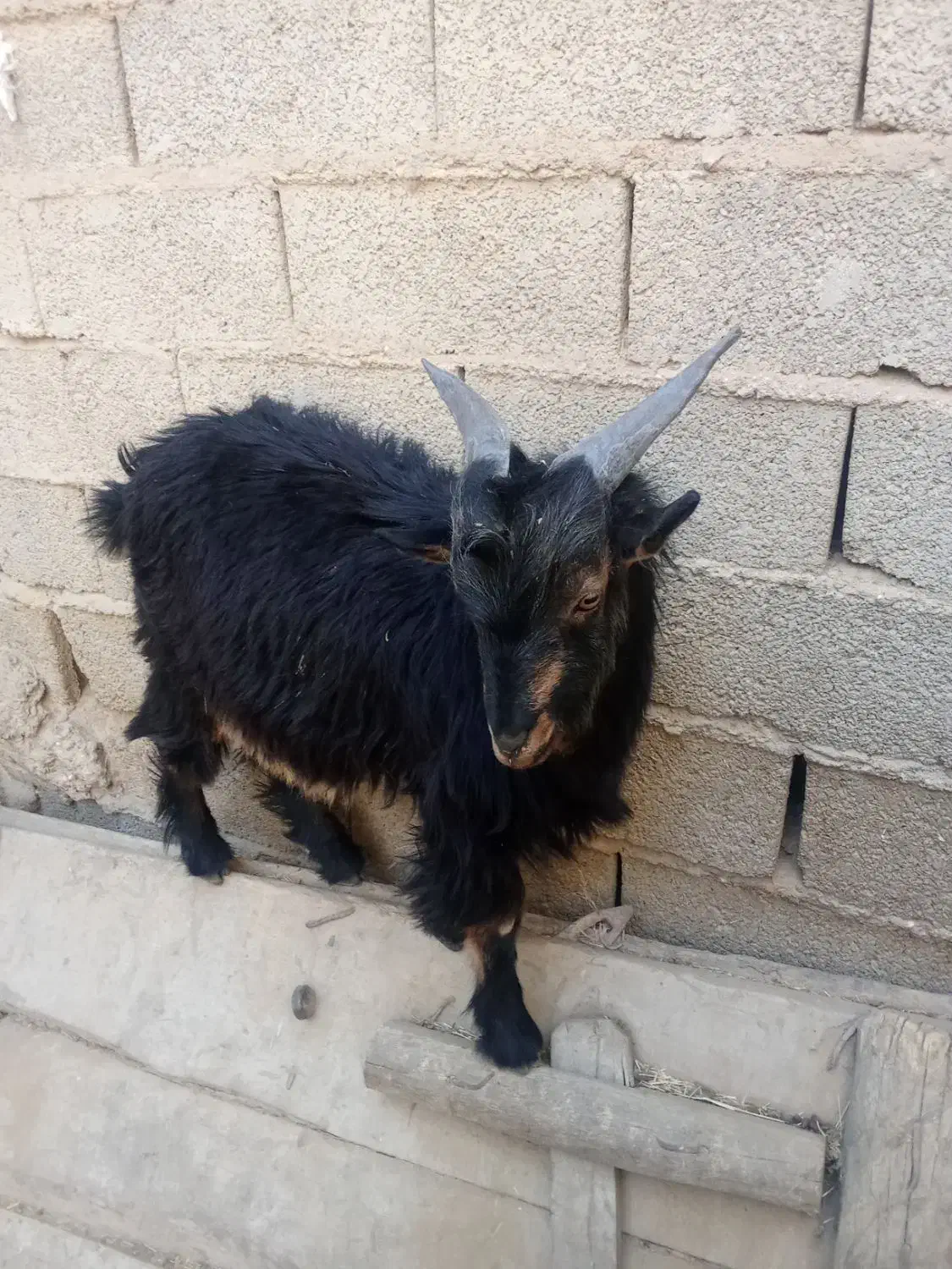 میش گلونی وکهره نرتخمی|حیوانات مزرعه|درودزن, |دیوار