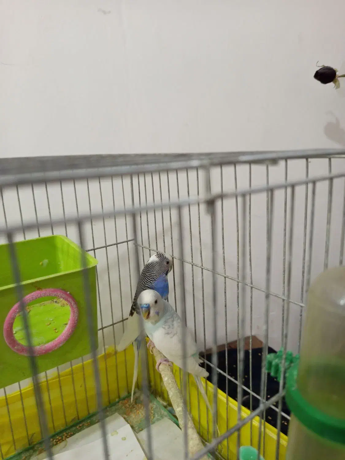 یه جفت مرغ عشق|پرنده|ساوه, |دیوار