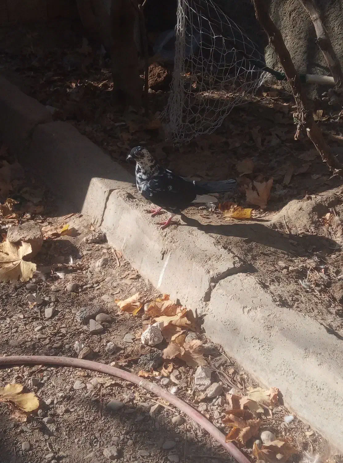 کفتر کبوتر بزک ماد|پرنده|چناران, |دیوار