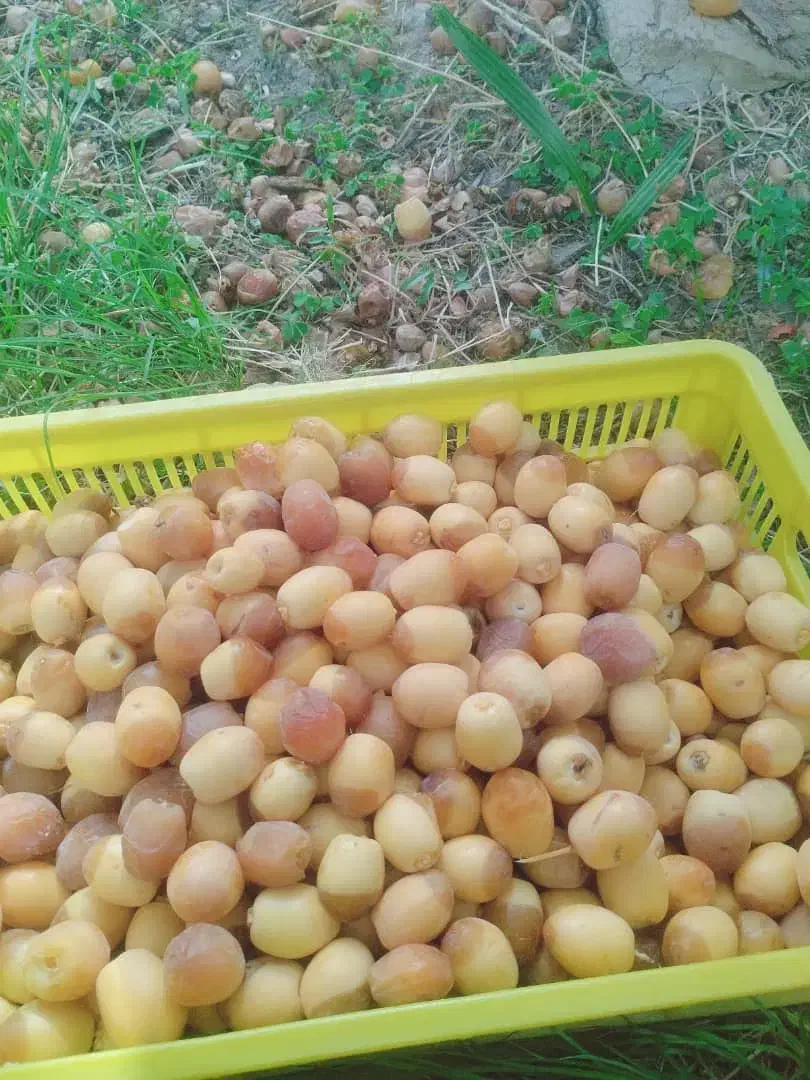 هلیلگی برای خوردن موجود بخشان کوچه مسجد عطائی|خوردنی و آشامیدنی|سراوان, |دیوار