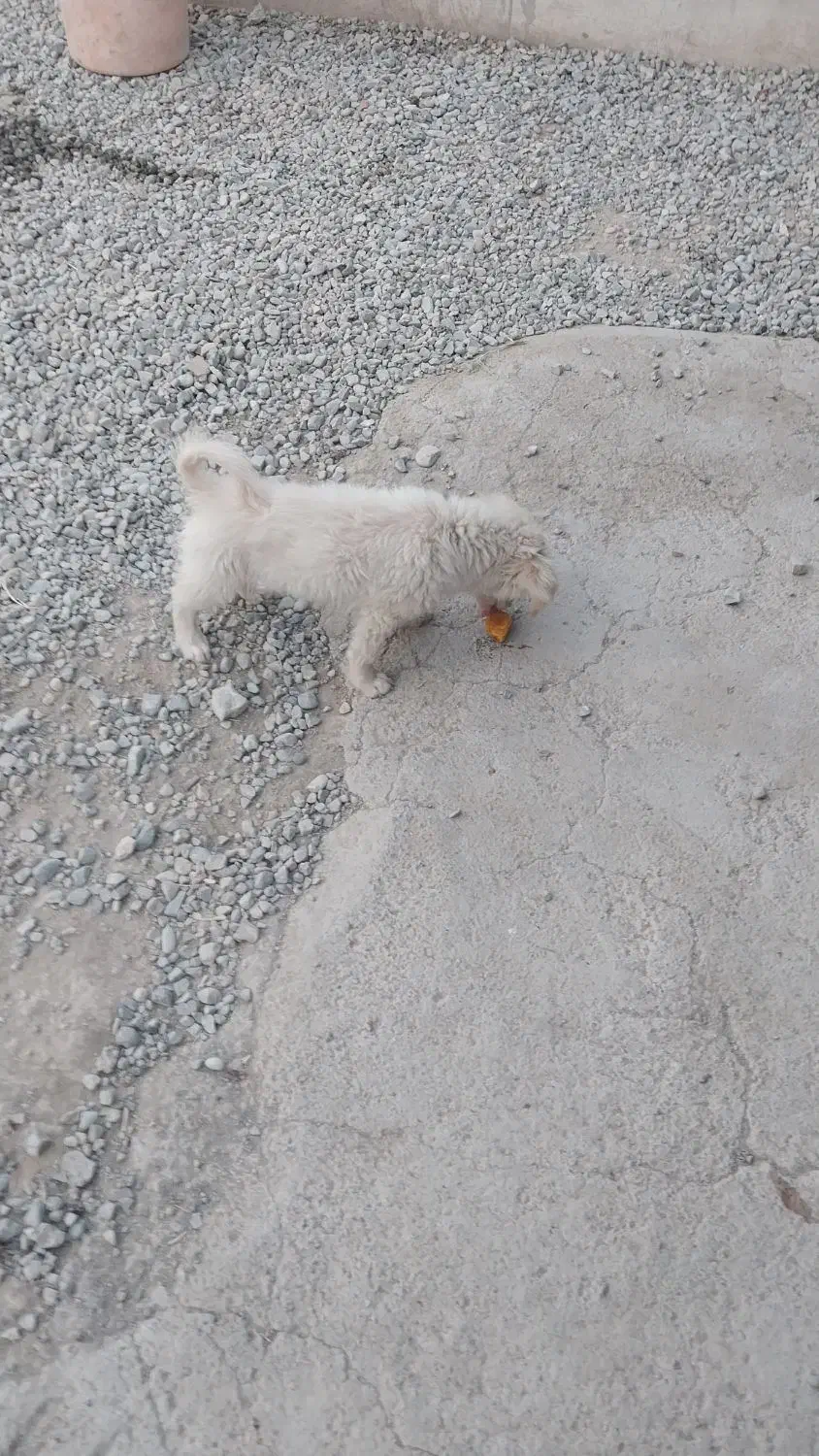 سگ پا گوتاه افغانی|سگ|نسیم‌شهر, |دیوار