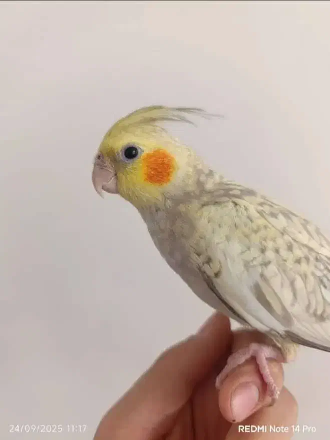 فروش عروس هلندی دستی|پرنده|فولادشهر, B1|دیوار