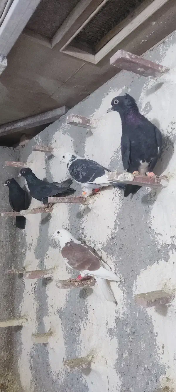 میناسیاه|پرنده|زاهدان, |دیوار