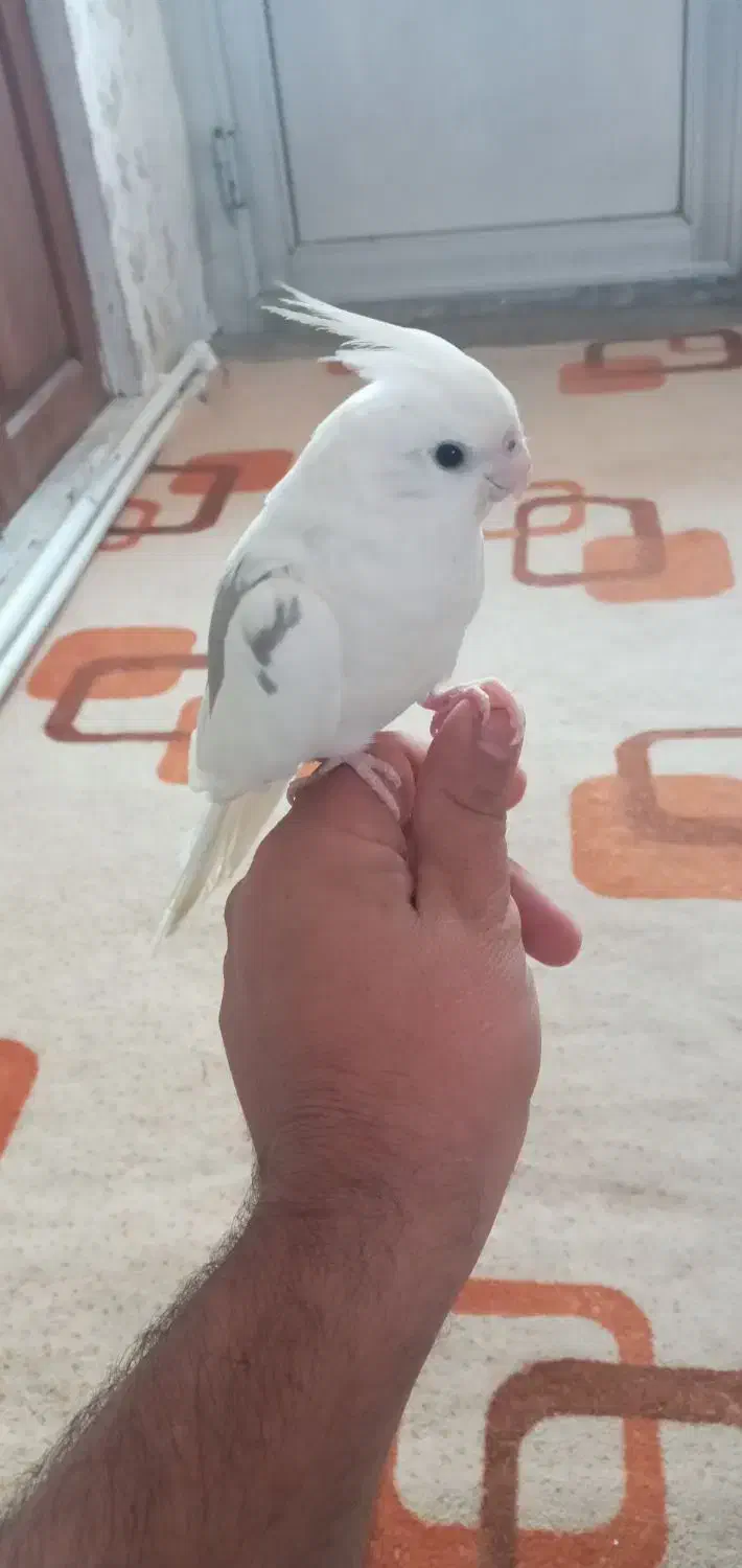 عروس هلندی دستی|پرنده|بجنورد, |دیوار