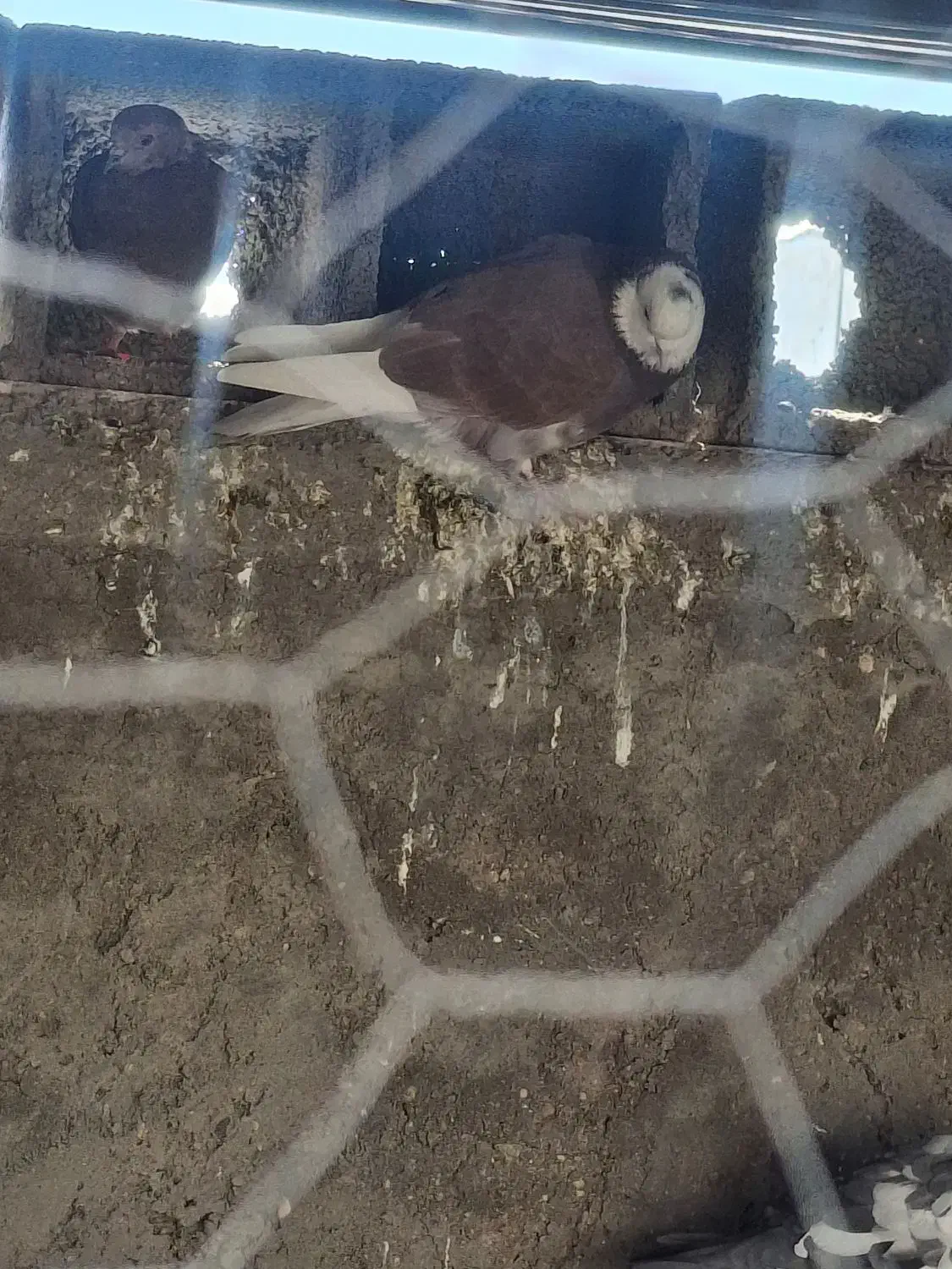 کبوتر آس|پرنده|دلیجان, |دیوار