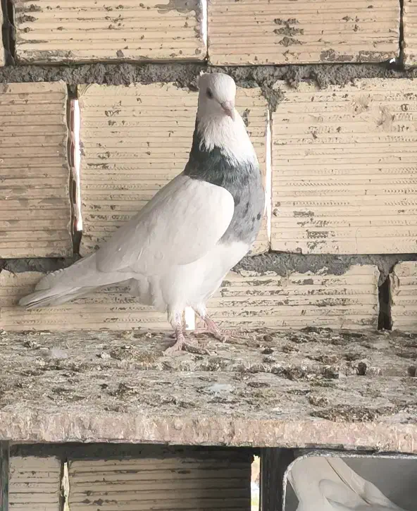 کبوتر طوقی نر الماسی|پرنده|مبارکه, |دیوار