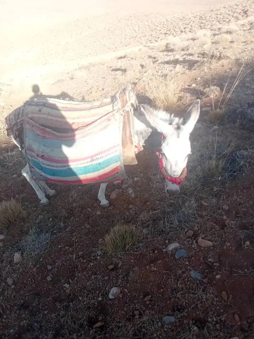 الاغ|حیوانات مزرعه|بروجن, |دیوار