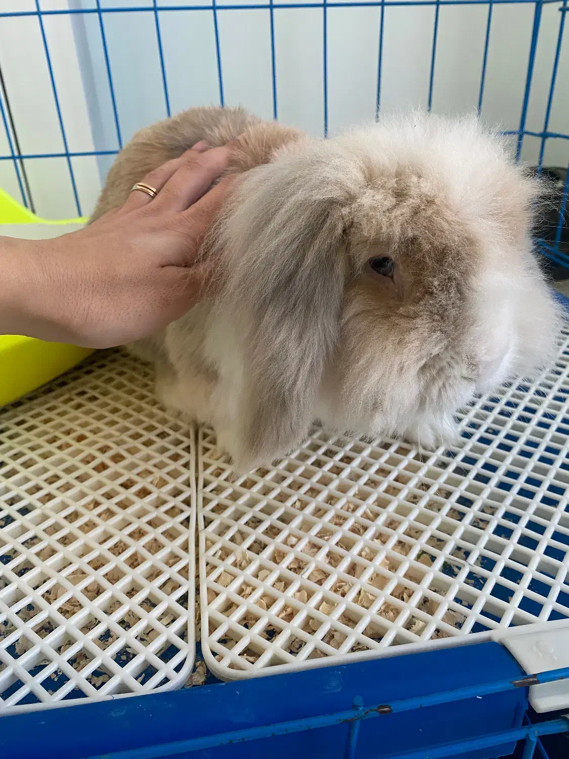 خرگوش لوپ هلندی نر چشم ابی|موش و خرگوش|قائم‌شهر, |دیوار