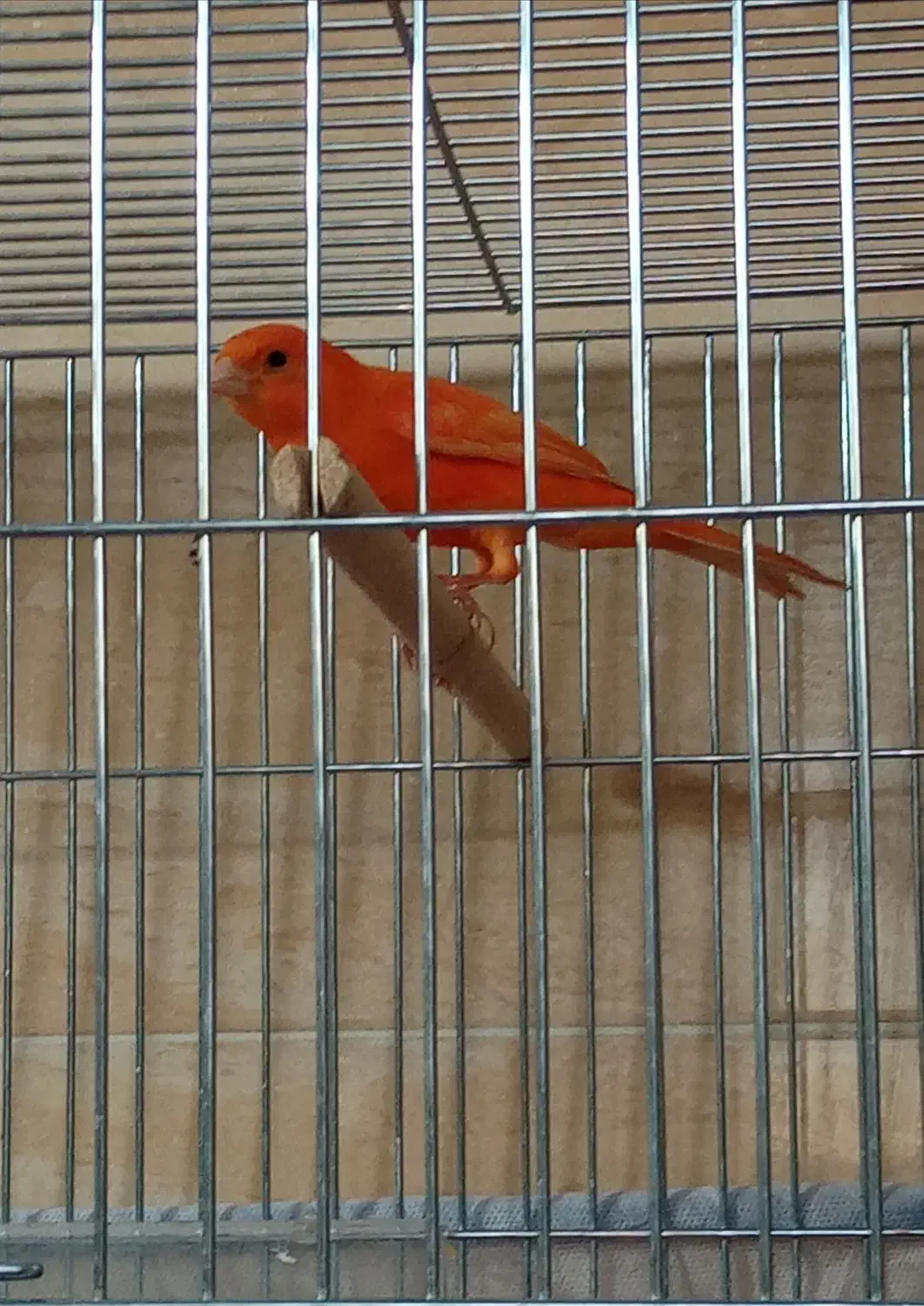 قناری نر|پرنده|شیراز, درکی|دیوار