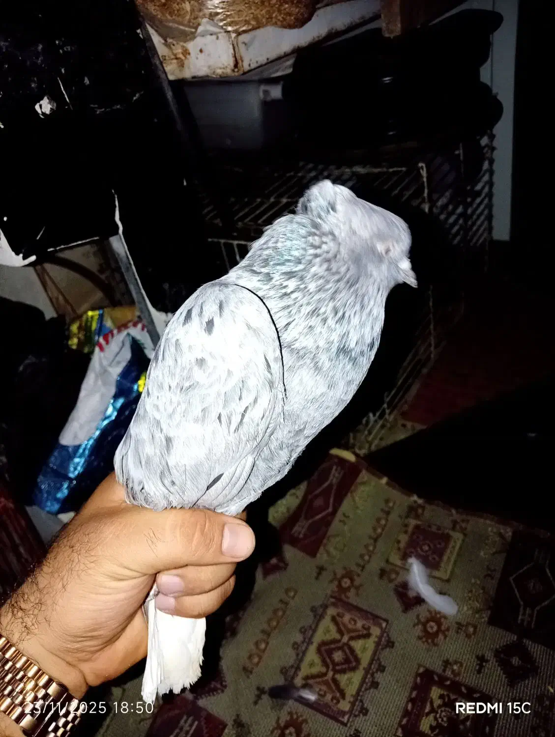 کبوتر اشعل|پرنده|بندرعباس, |دیوار