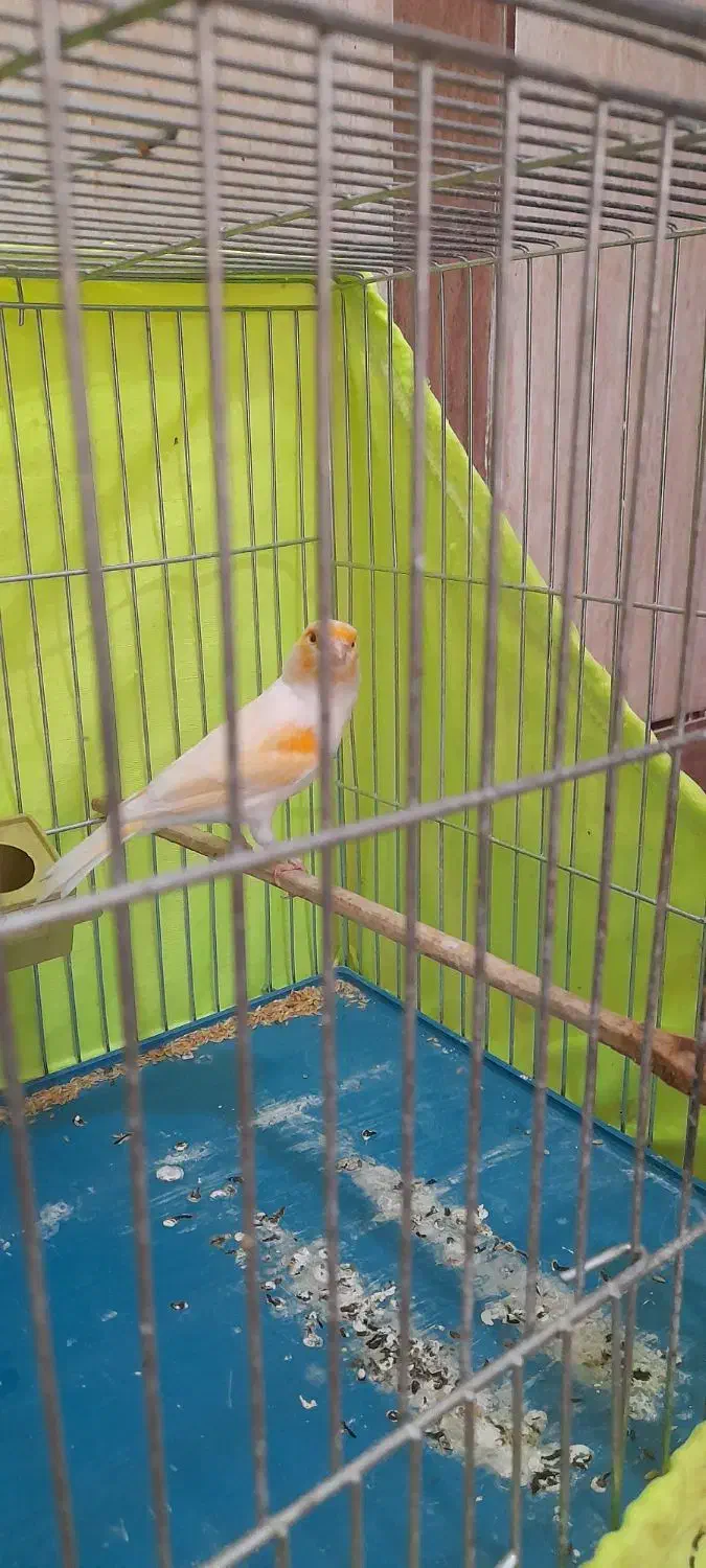 ماده قناری موزاییکی آماده آماده|پرنده|رامهرمز, |دیوار