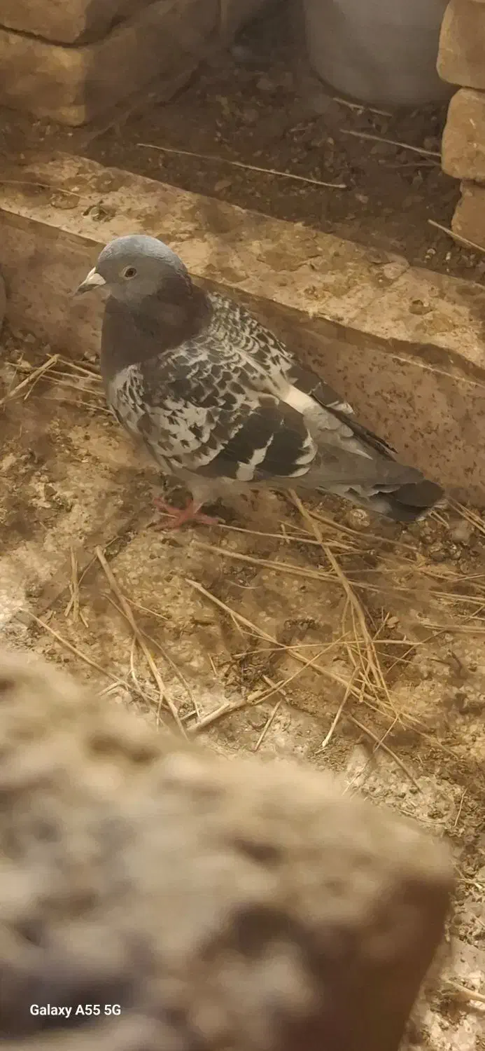 سبز پولکی|پرنده|سبزوار, شرق کال جنوبی (شمس آبادی)|دیوار