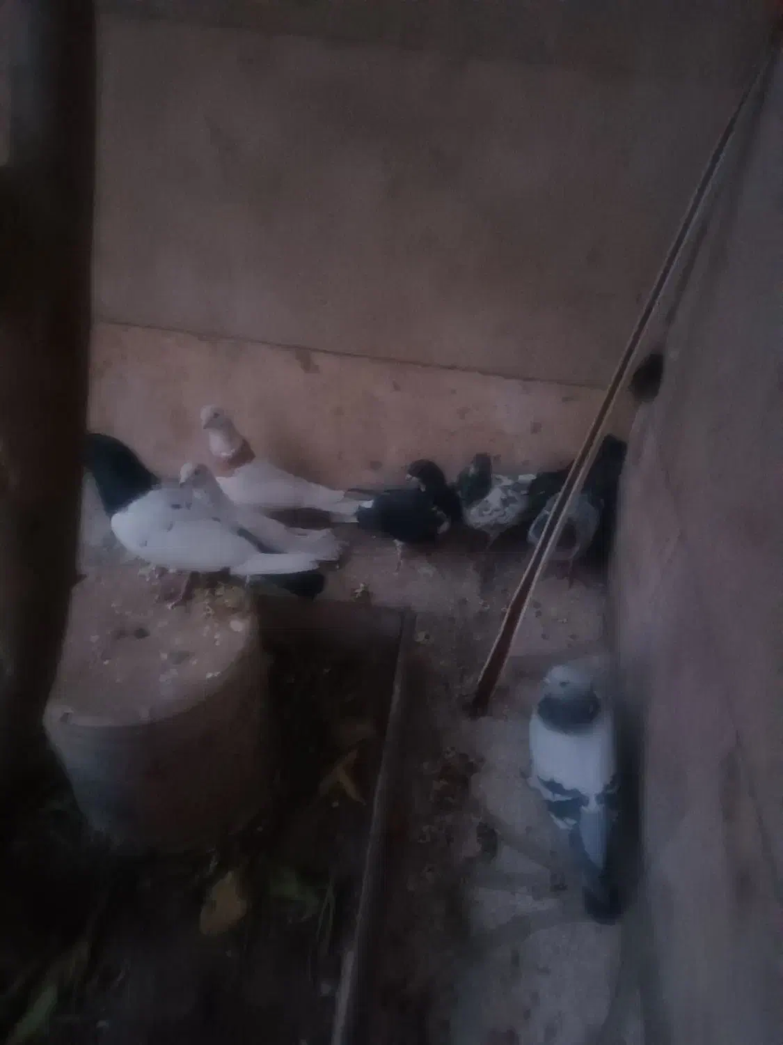 کبوتر کله دمبی و سفید و دم سفید وطوقی و...|پرنده|شیراز, زیباشهر|دیوار