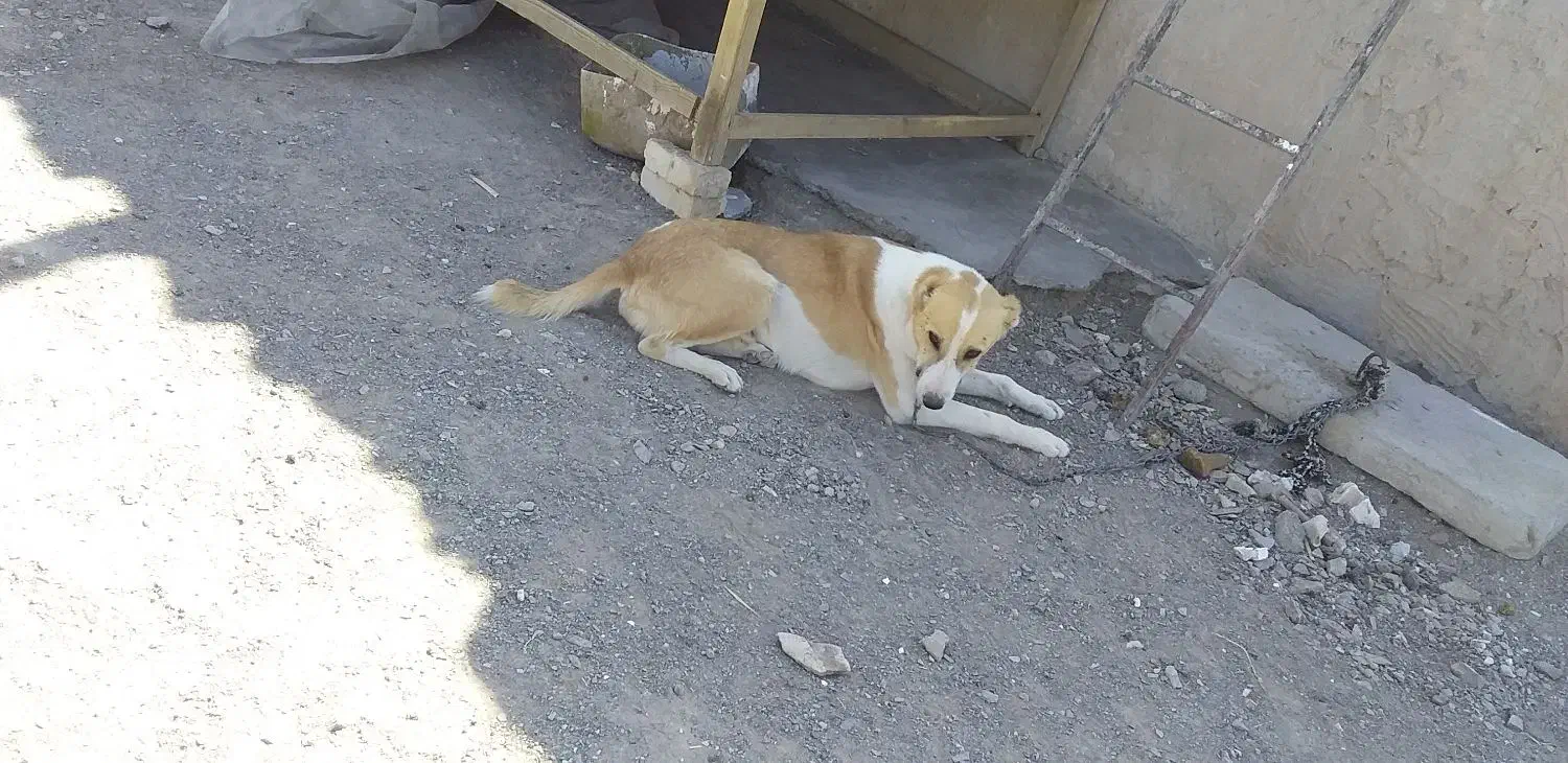 سگ گلگی به فروش میرسه|سگ|شوسف, |دیوار