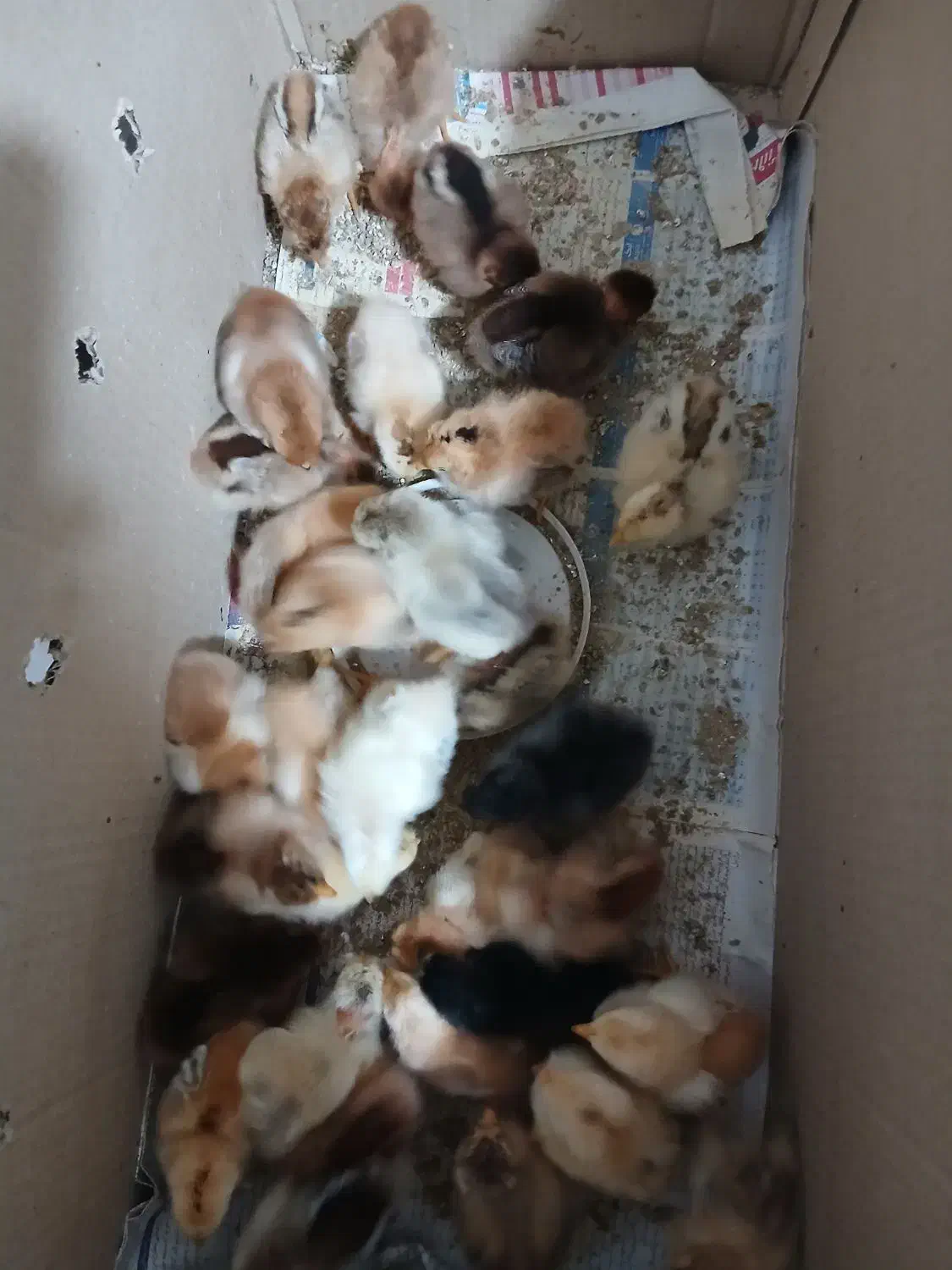 جوجه مرغ محلی|حیوانات مزرعه|طاهرگوراب, |دیوار