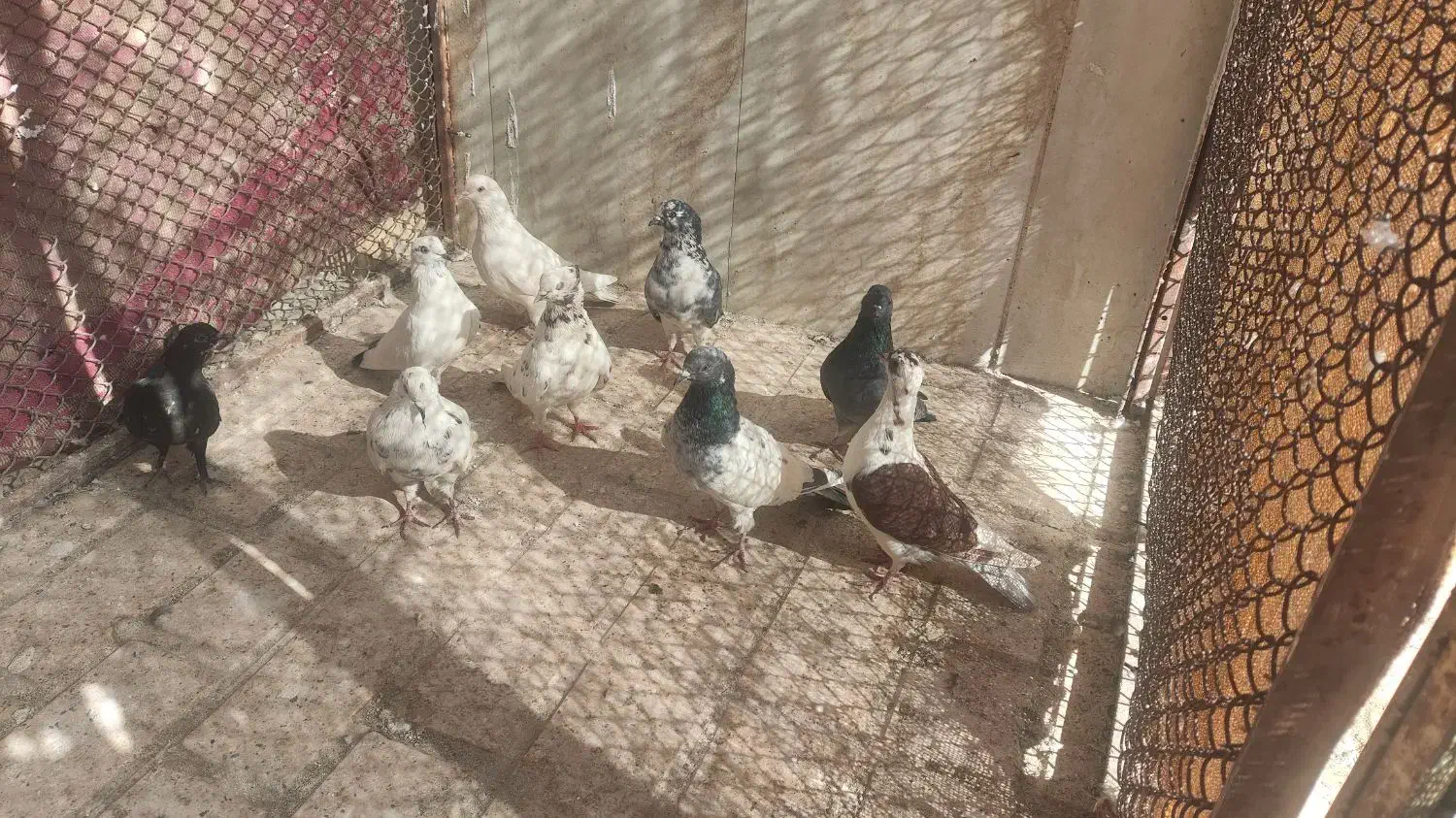 پرشی|پرنده|نطنز, |دیوار