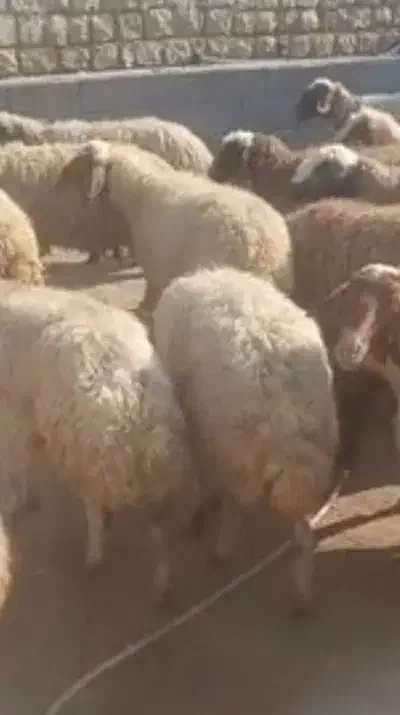 فروش میش ابستن وبره نر|حیوانات مزرعه|بردسیر, |دیوار