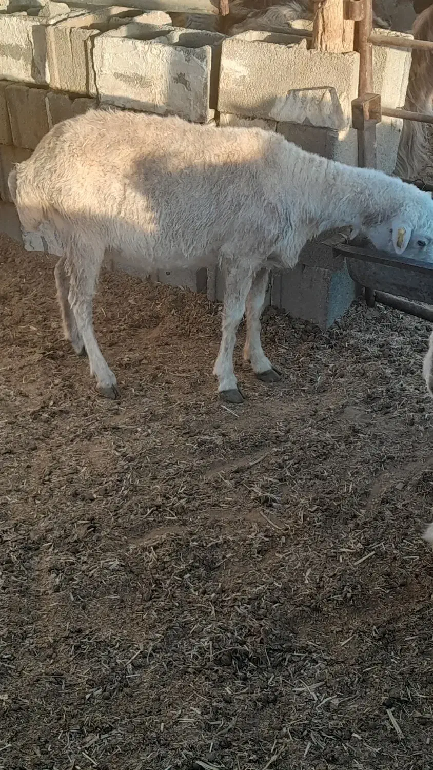 بره|حیوانات مزرعه|مرودشت, ده بید|دیوار