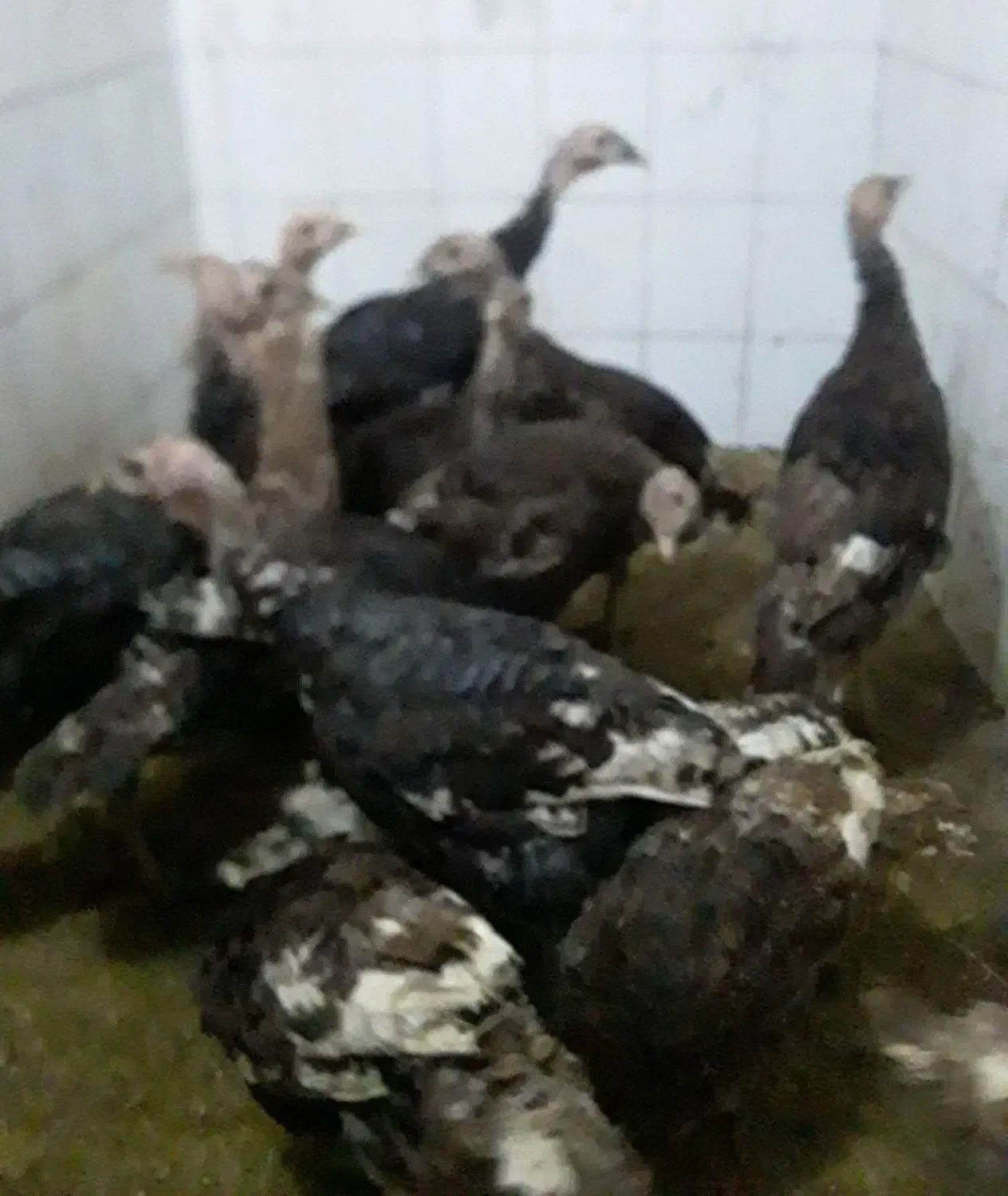 بوقلمون‌برنزوبوربون‌محلی|حیوانات مزرعه|ورامین, ورامین|دیوار