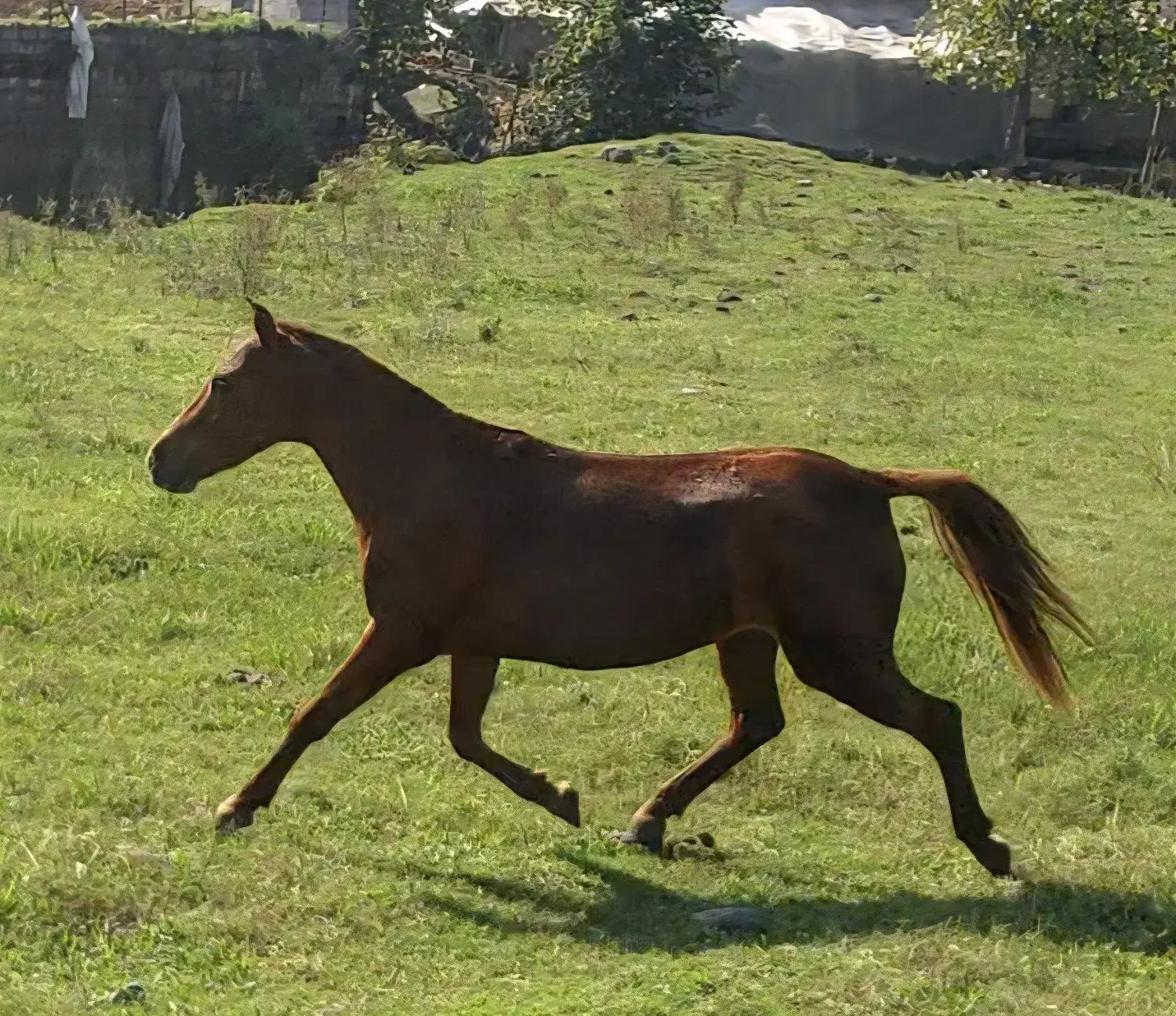 مادیون پونی پنج سال قد 95 سانت|اسب و تجهیزات اسبسواری|باقرشهر, |دیوار