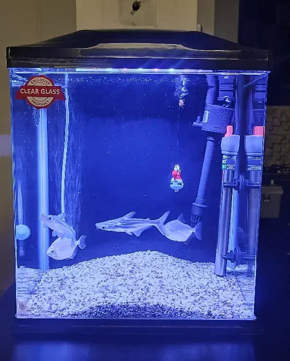 آکواریوم|ماهی|تهران, کوی بیمه|دیوار