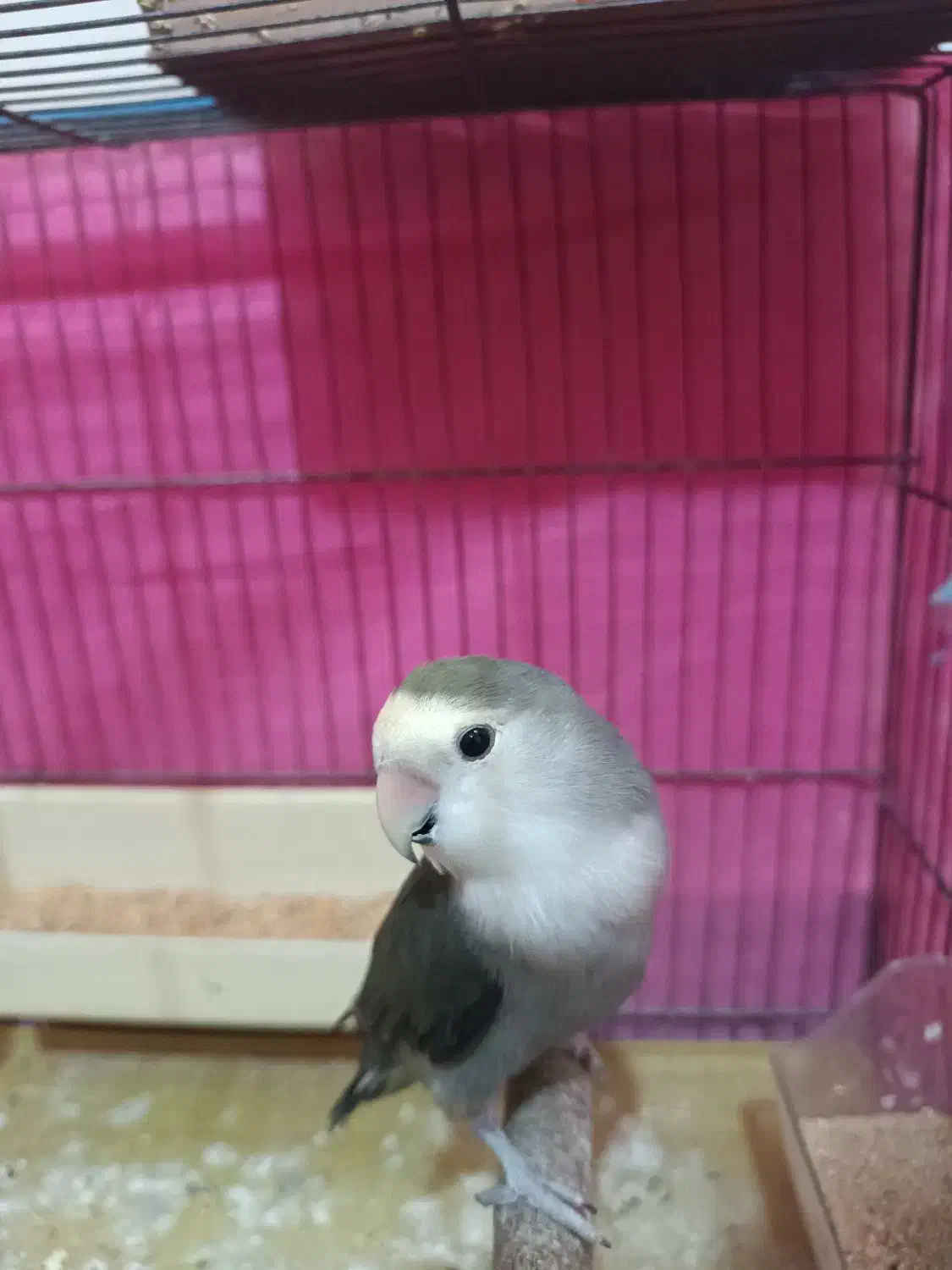 طوطی برزیلی|پرنده|کرج, کمال‌شهر|دیوار