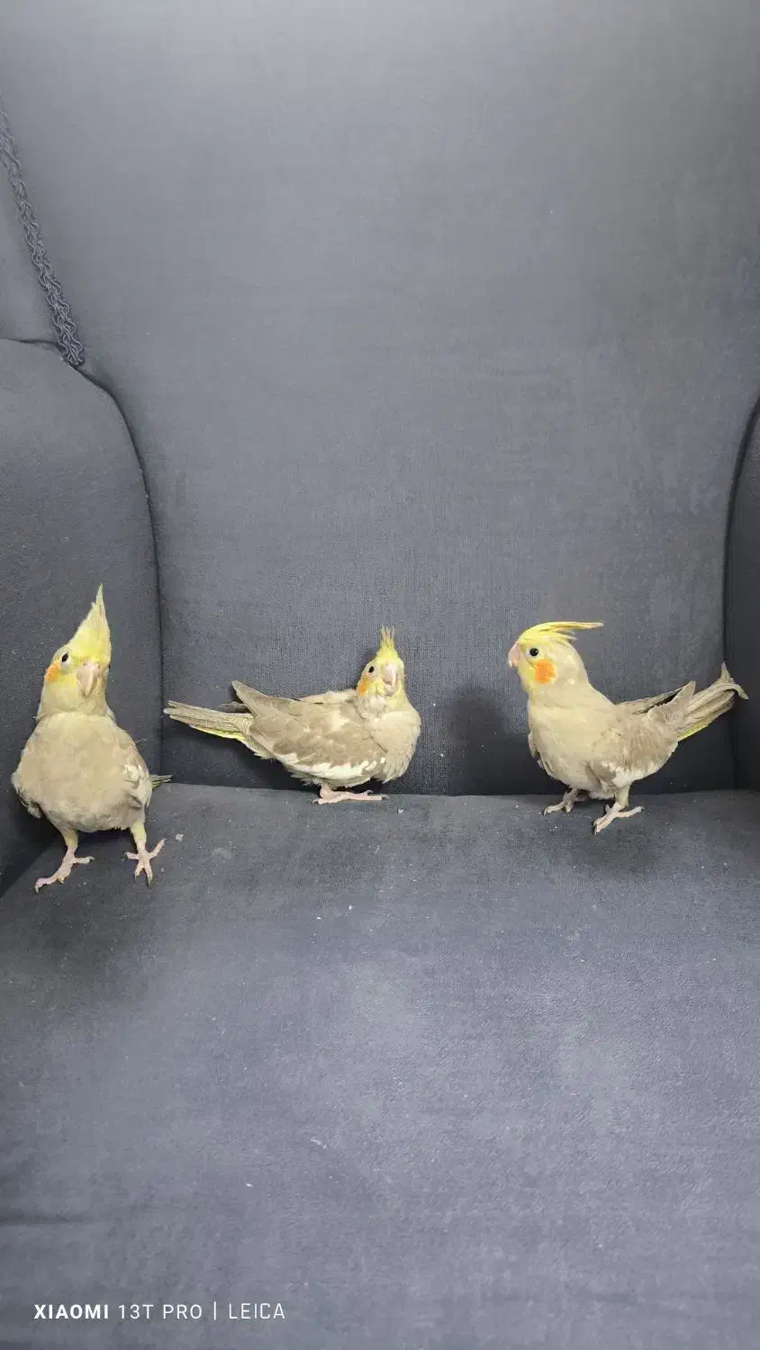 جوجه عروس هلندی جوجه|پرنده|پاکدشت, پاکدشت (مامازند)|دیوار