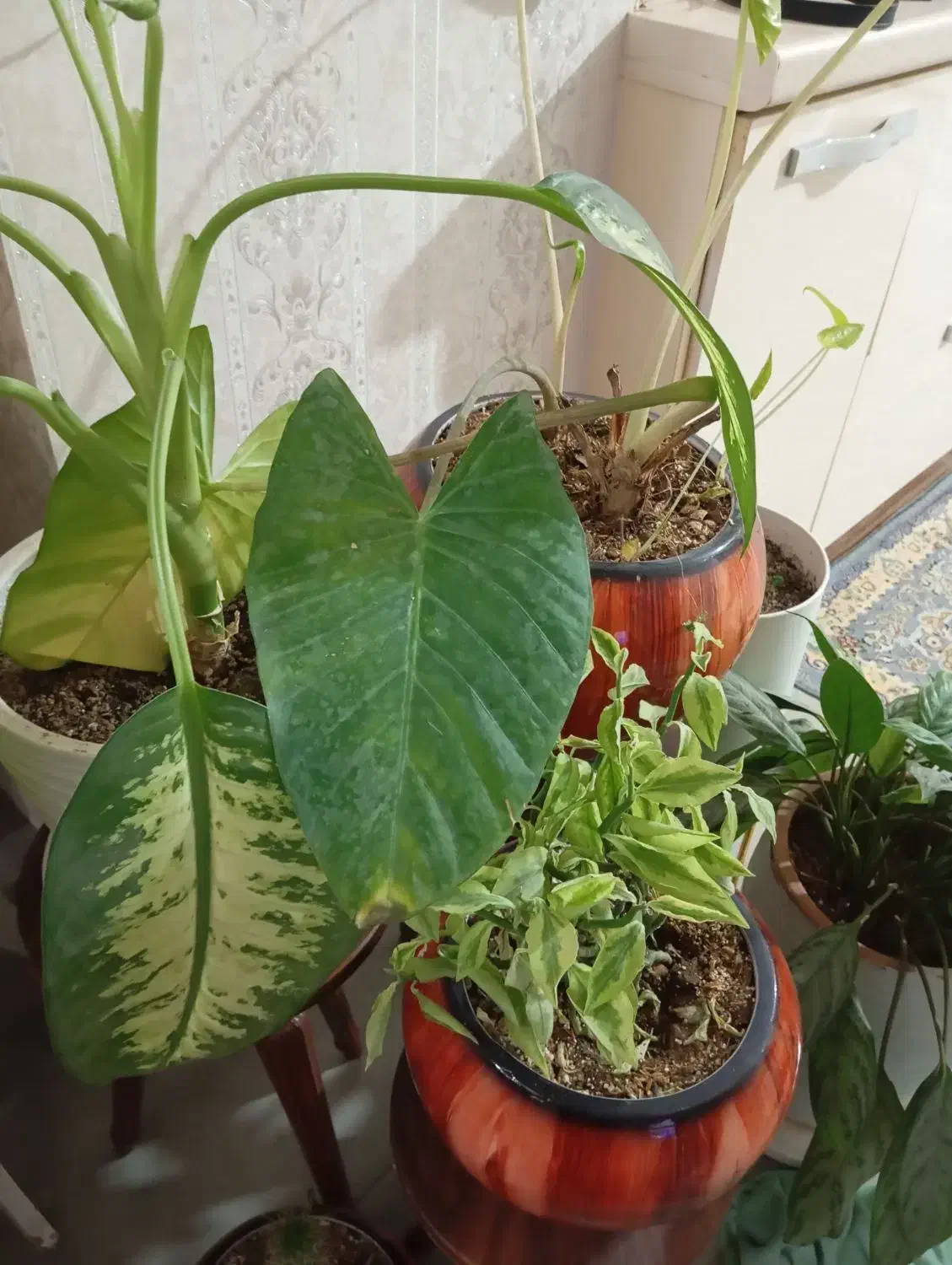 گل و گیاه|گل و گیاه طبیعی|کهریزک, |دیوار