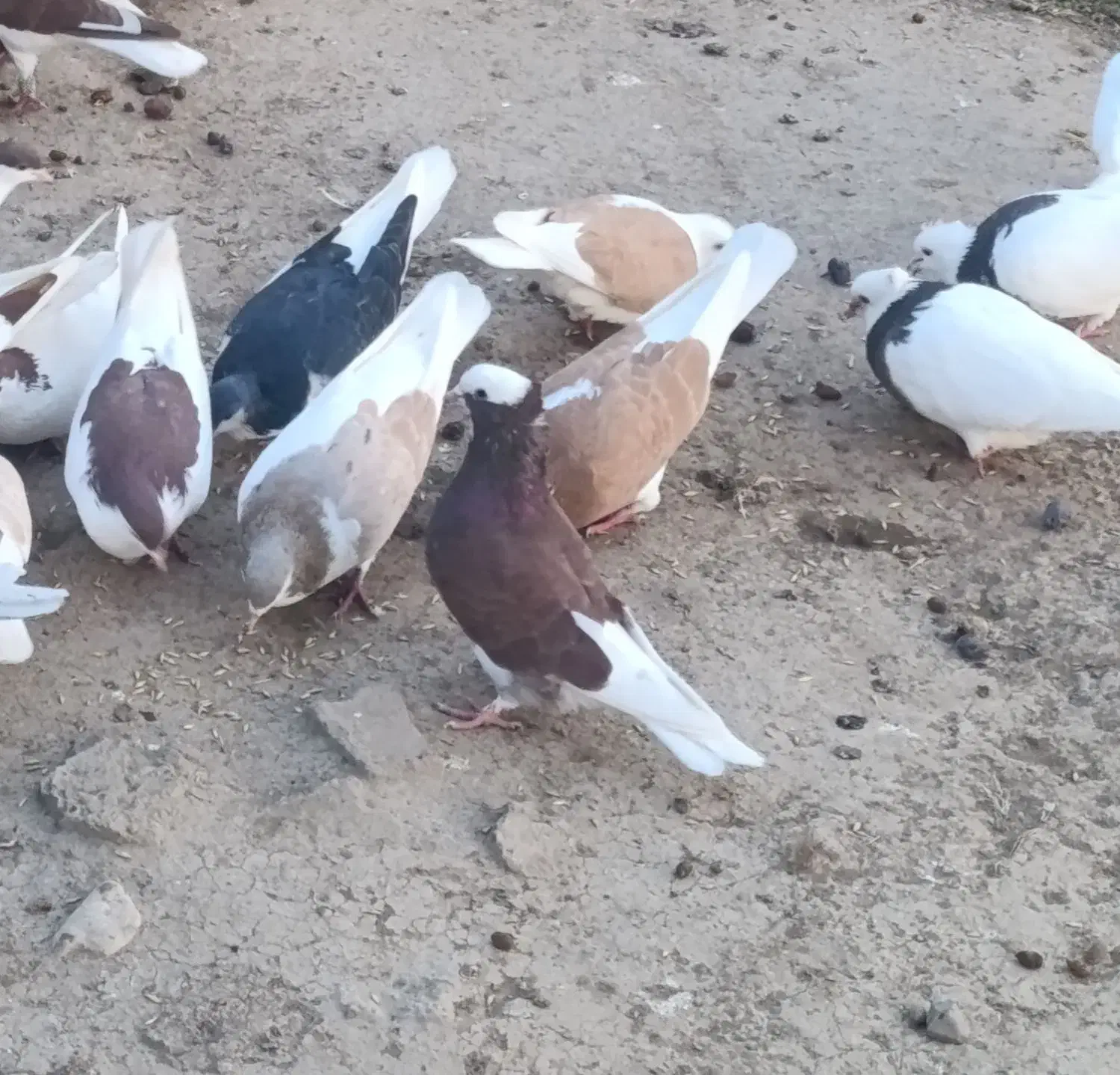 کبوتر رنگی پرشی|پرنده|آق قلا, |دیوار