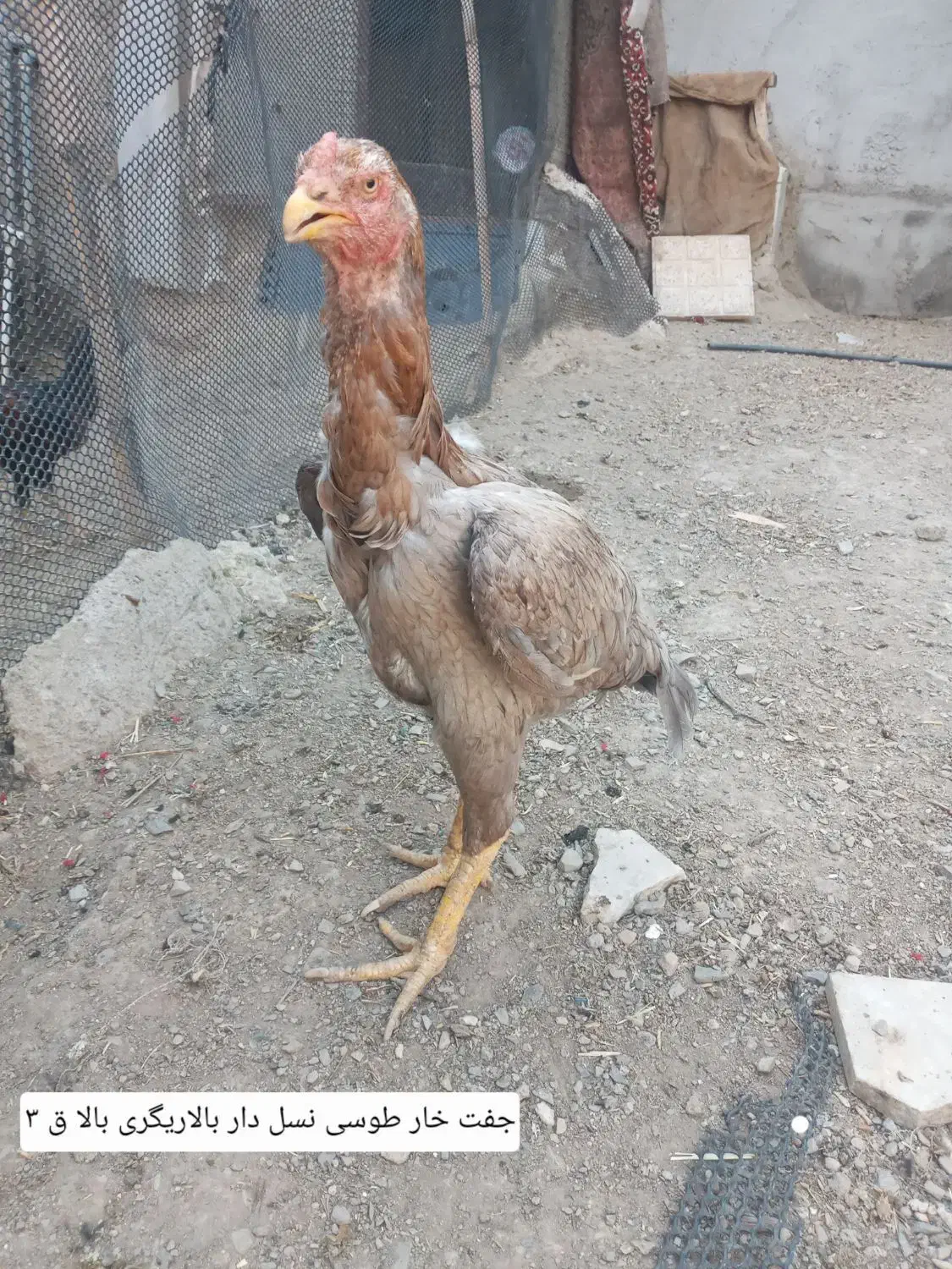 مرغ وخروس لاری|حیوانات مزرعه|رشت, توشیبا|دیوار