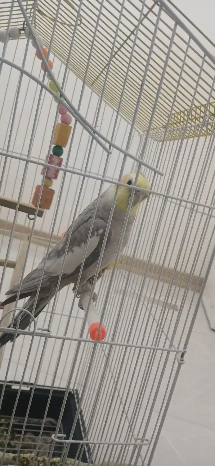 عروس هلندی|پرنده|شهریار, شهرک امیریه|دیوار