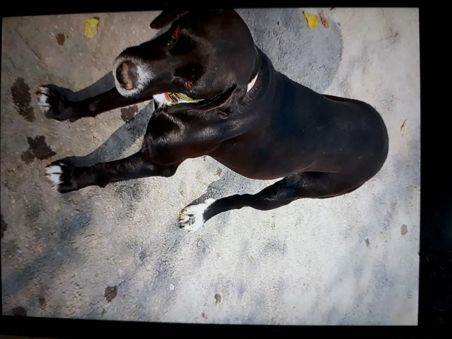 سگ آلمان|سگ|فراغی, |دیوار