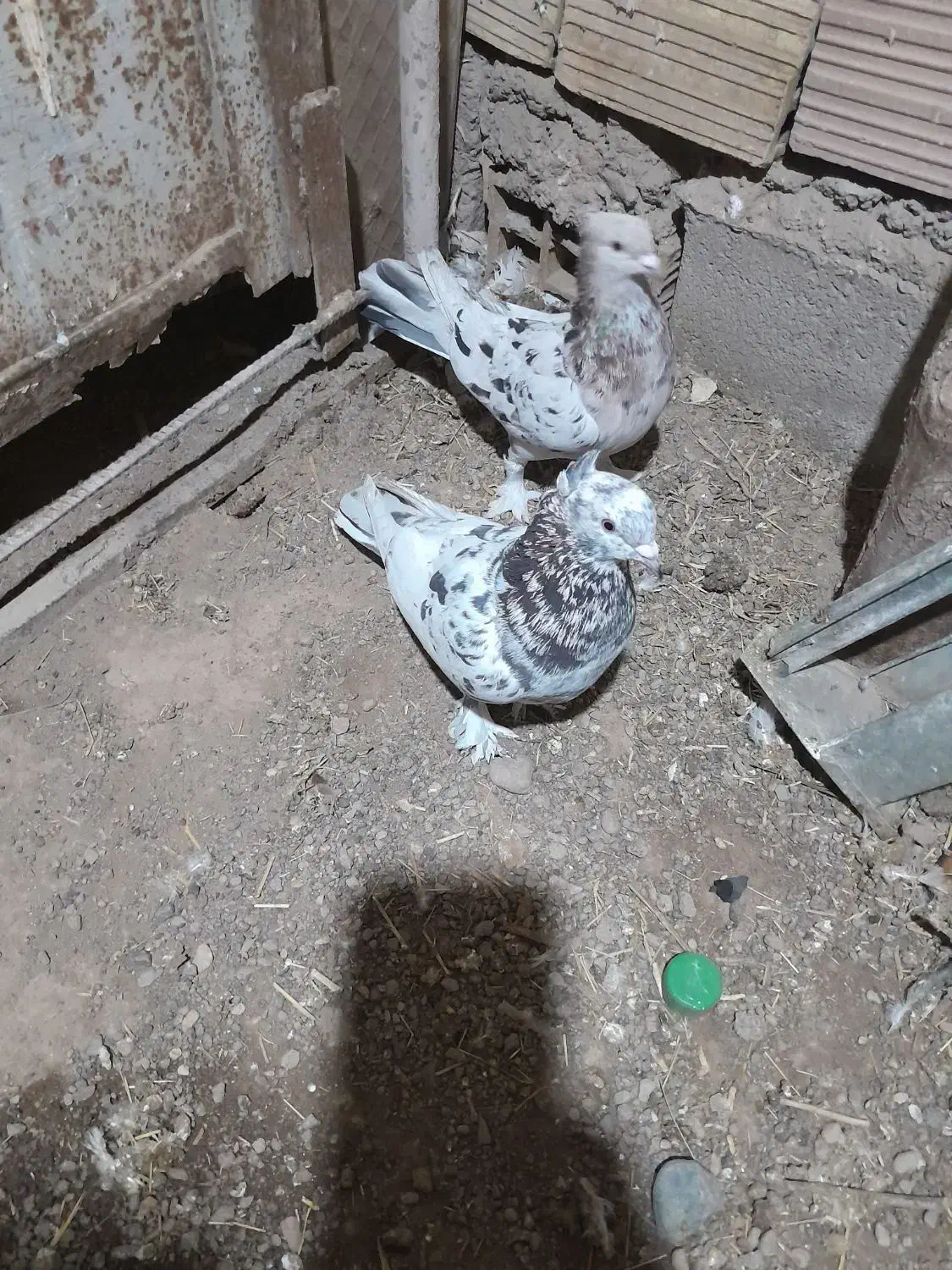 سور|پرنده|بم, |دیوار