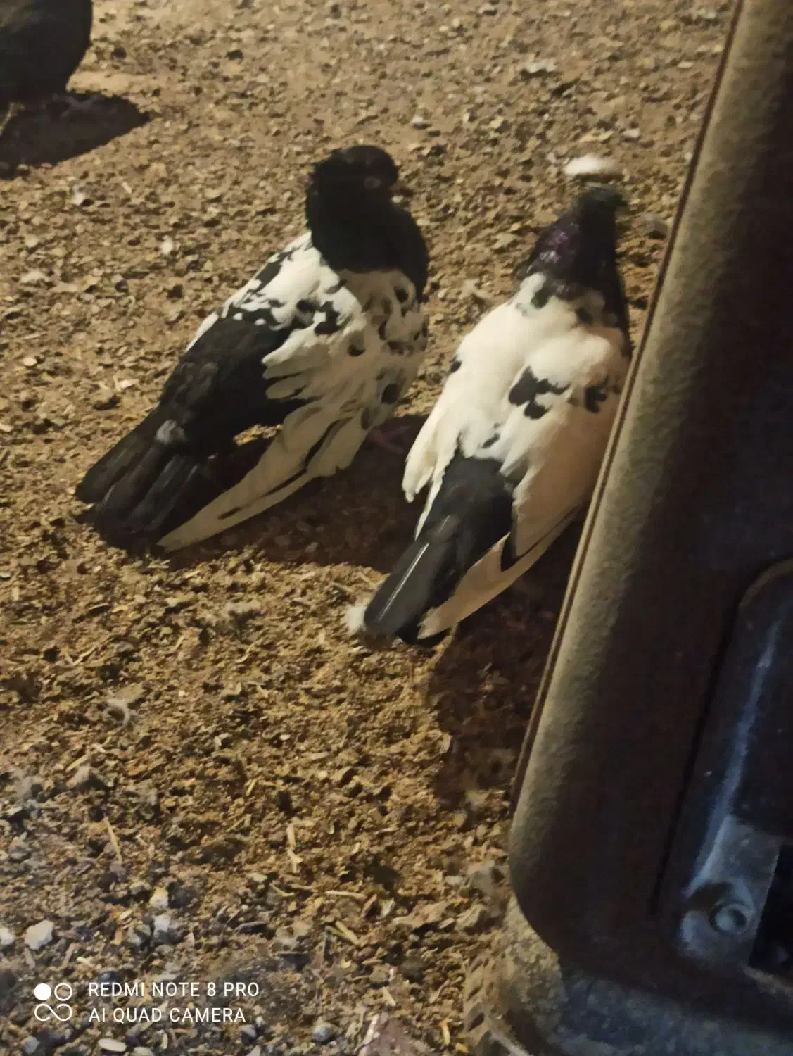 کبوتر رایگان|حیوانات|ارومیه, |دیوار